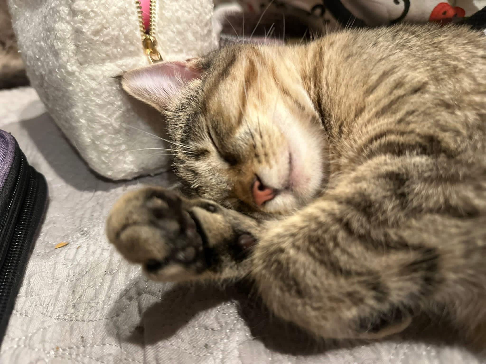 Sorbet and Mochi, ADOPTABLE, Young Female American Shorthair.