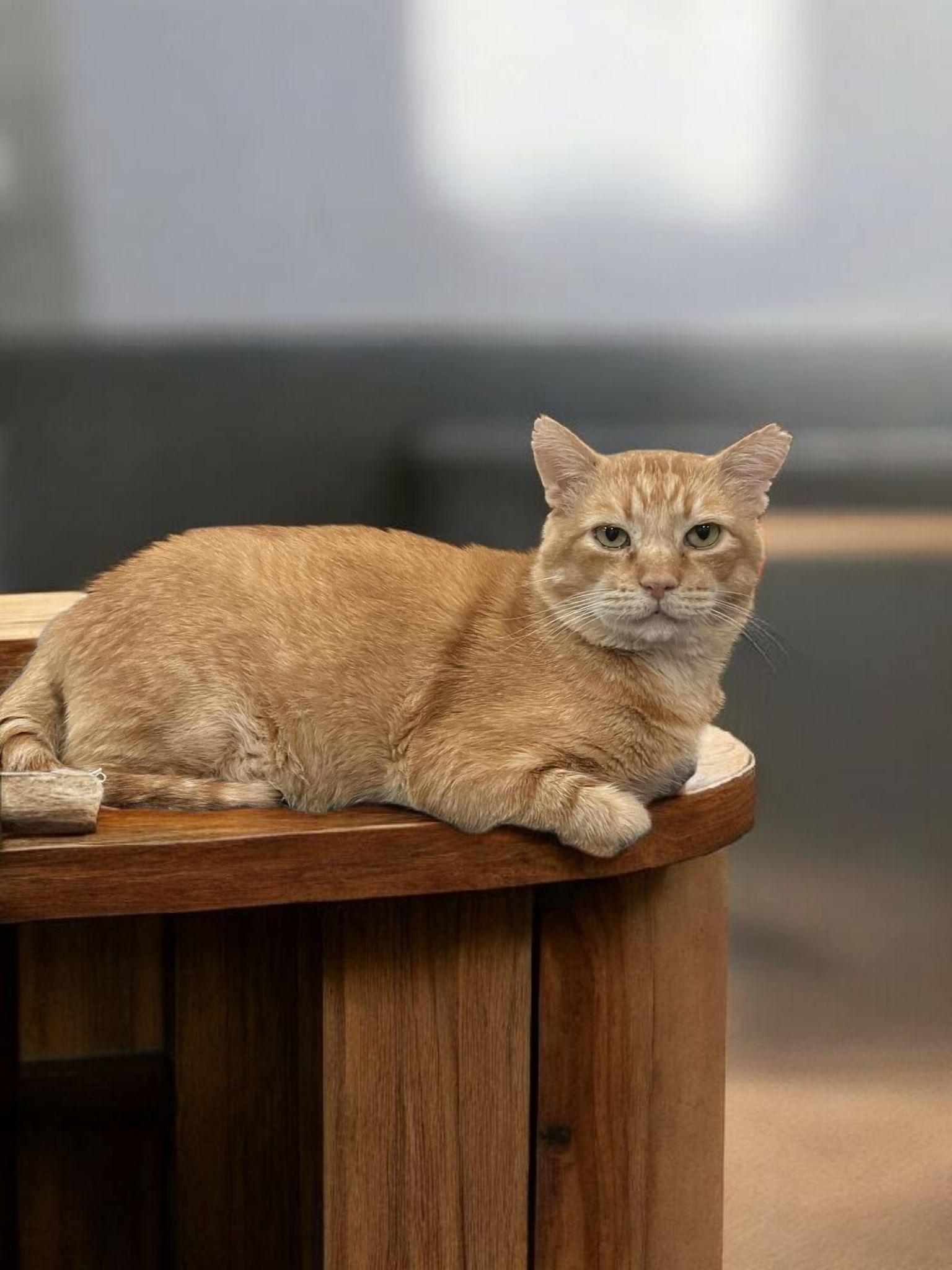 Enlarge Cornelius  Cuddles , a Adoptable Tabby in Phoenix, AZ image 3/5