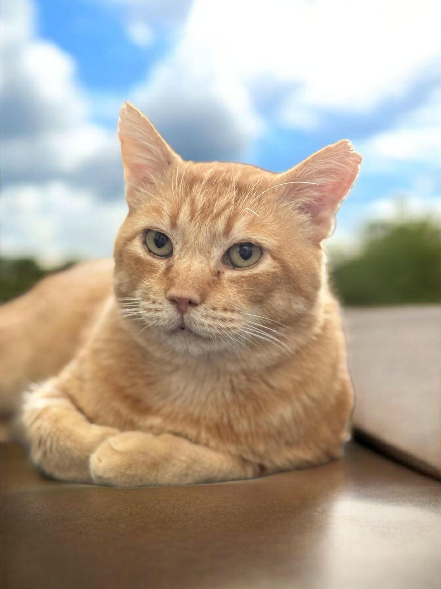 Enlarge Cornelius  Cuddles , a Adoptable Tabby in Phoenix, AZ image 4/5