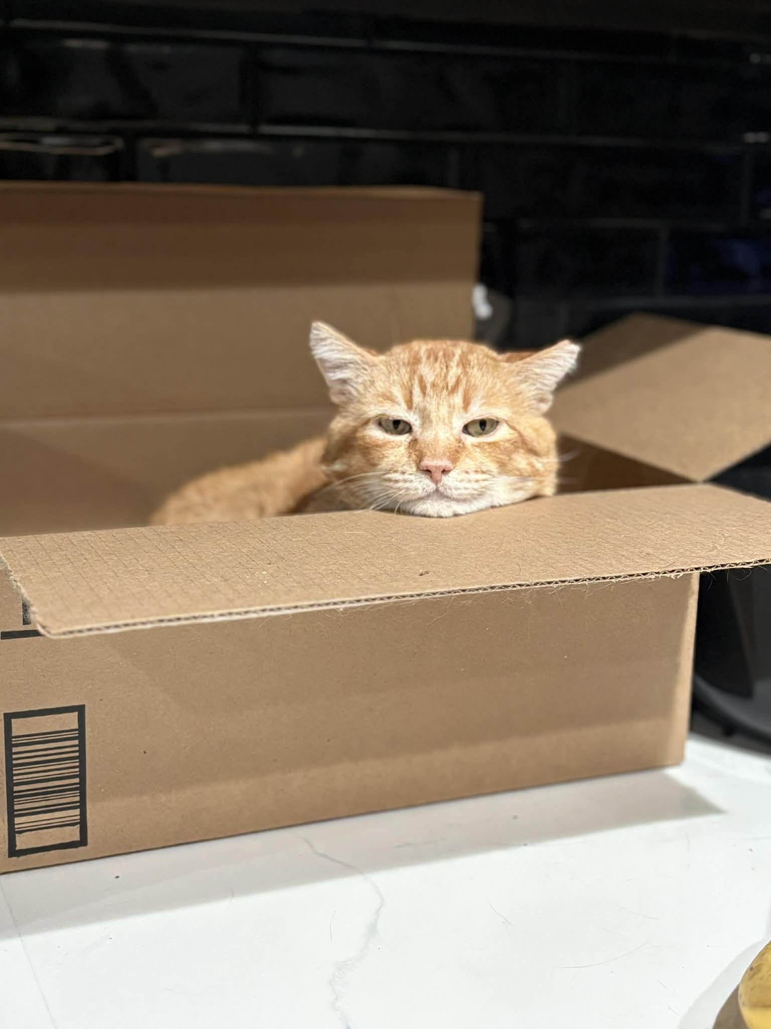 Enlarge Cornelius  Cuddles , a Adoptable Tabby in Phoenix, AZ image 5/5