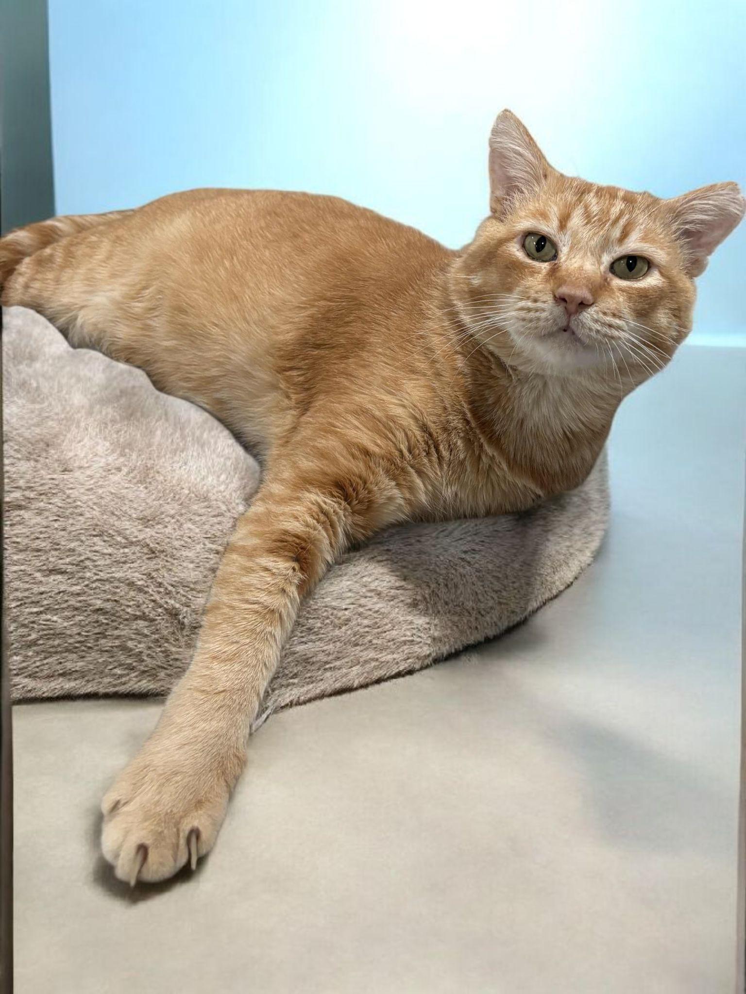 Enlarge Cornelius  Cuddles , a Adoptable Tabby in Phoenix, AZ image 2/5