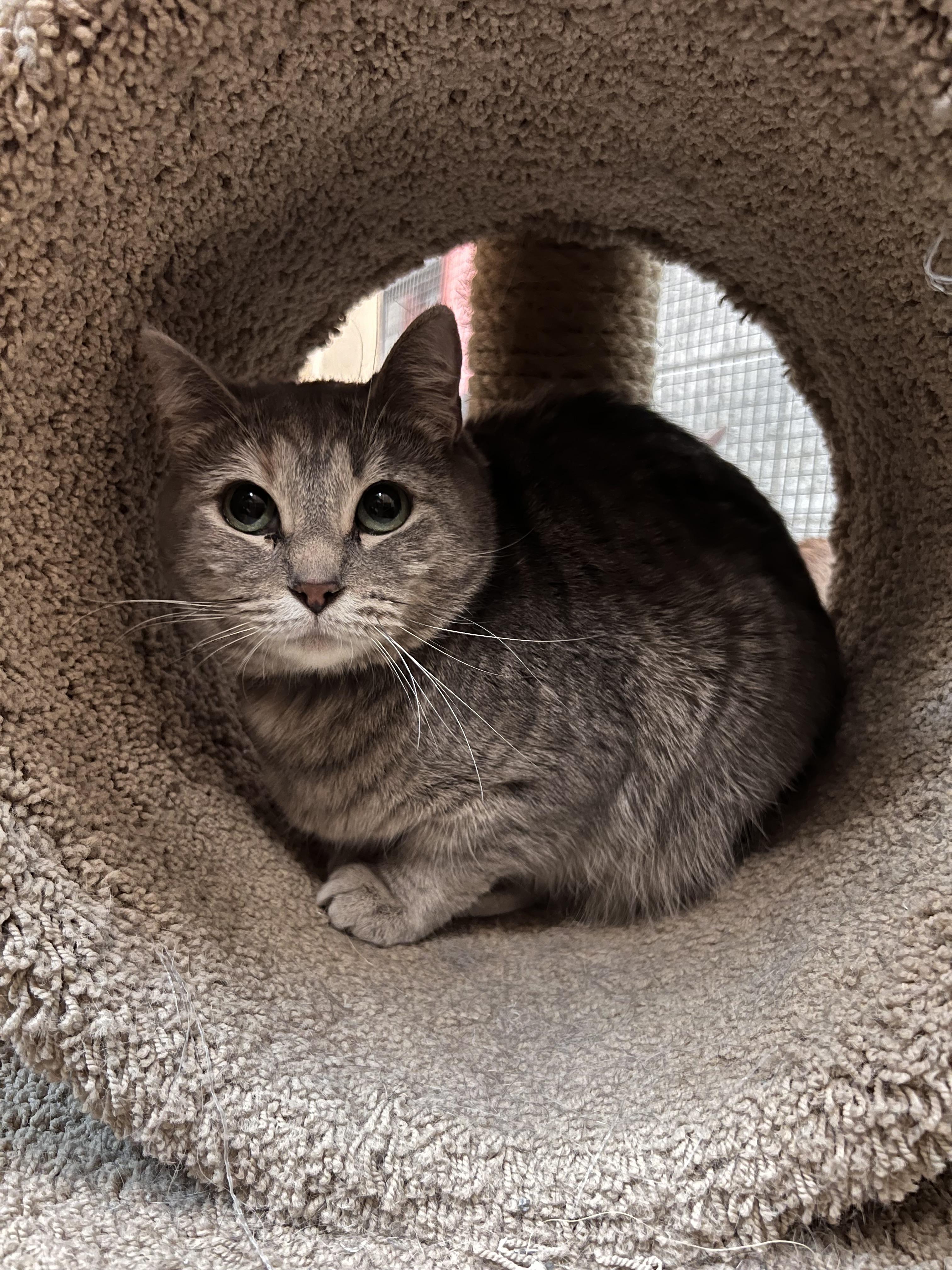 Venus, ADOPTABLE, Adult Female Domestic Short Hair.