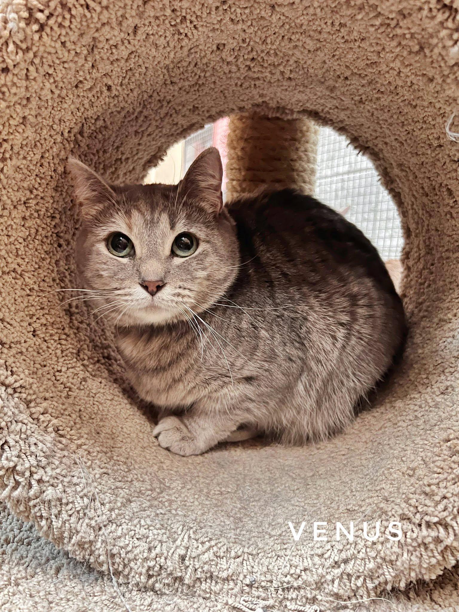 Venus, ADOPTABLE, Adult Female Domestic Short Hair.