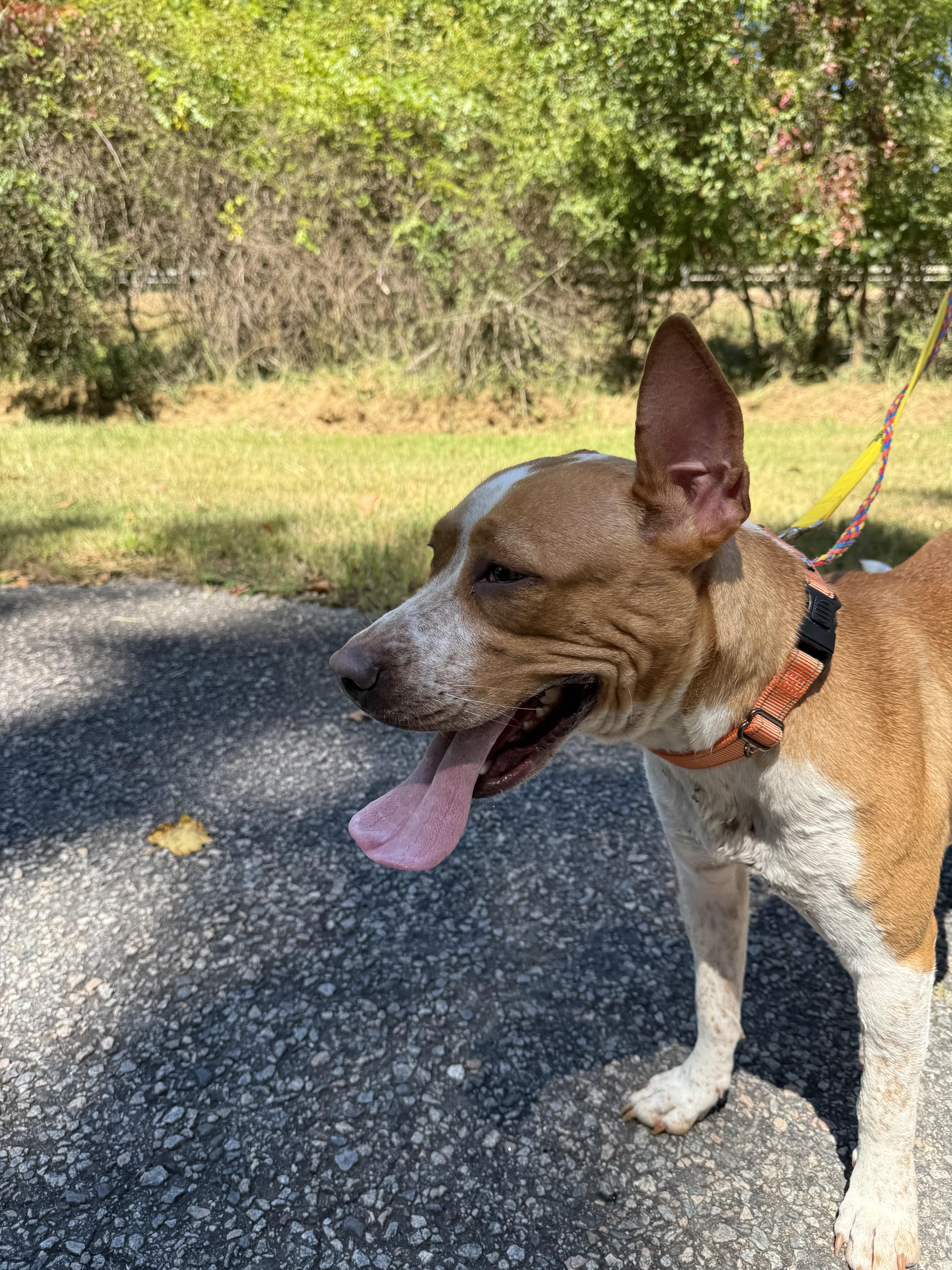 Sweet Pea, a Adoptable mixed breed in Petersburg, VA image 1/6