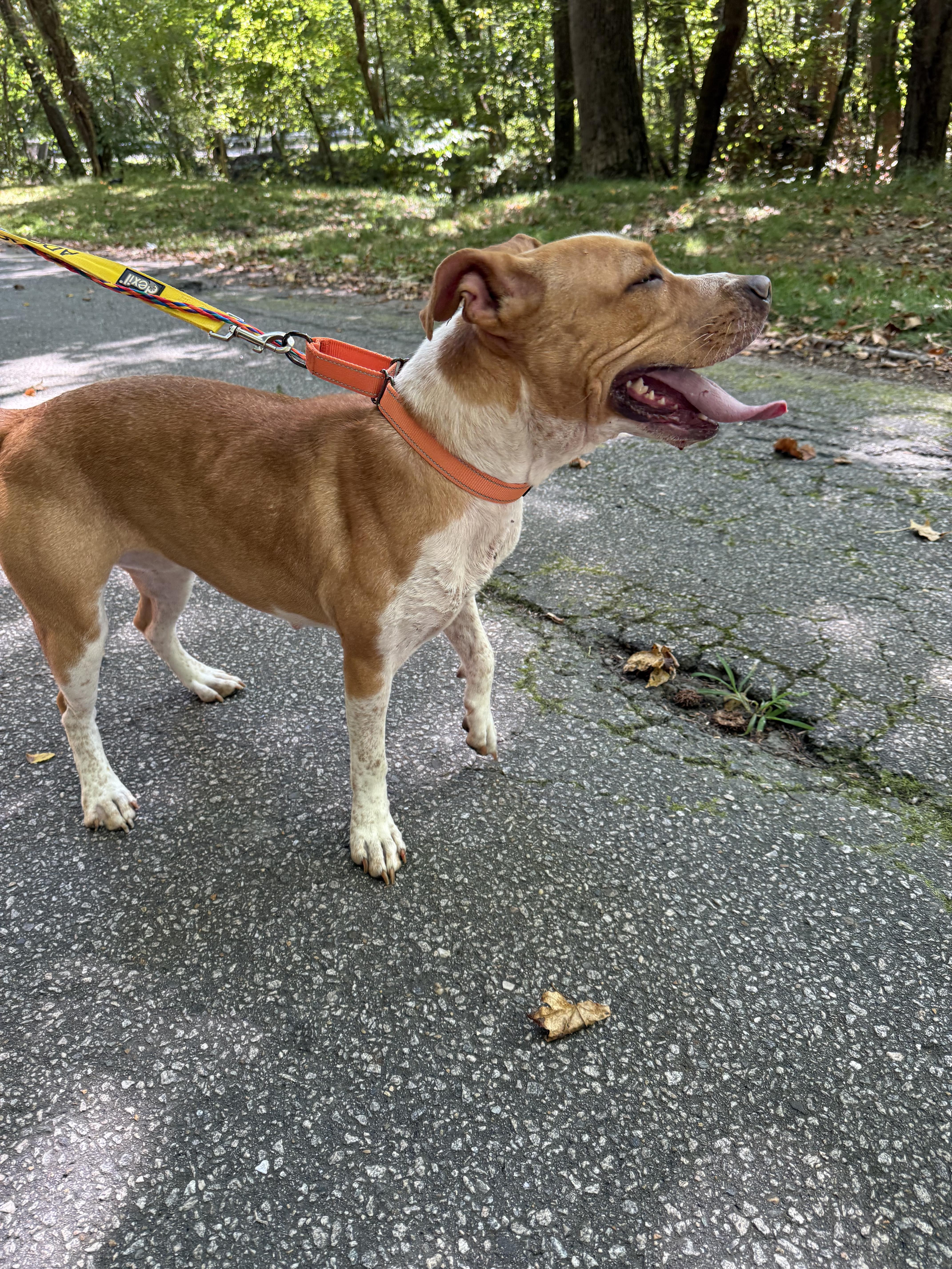 Sweet Pea, a Adoptable mixed breed in Petersburg, VA image 3/6