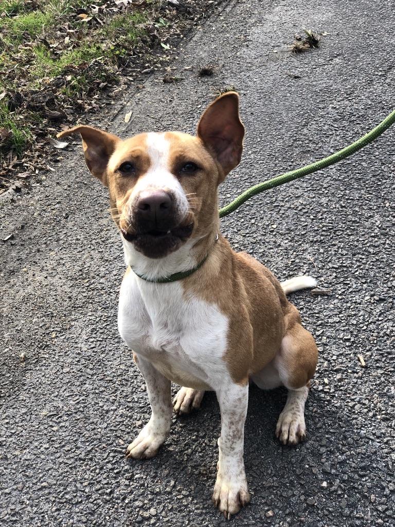 Enlarge Sweet Pea, a Adoptable mixed breed in Petersburg, VA image 4/6