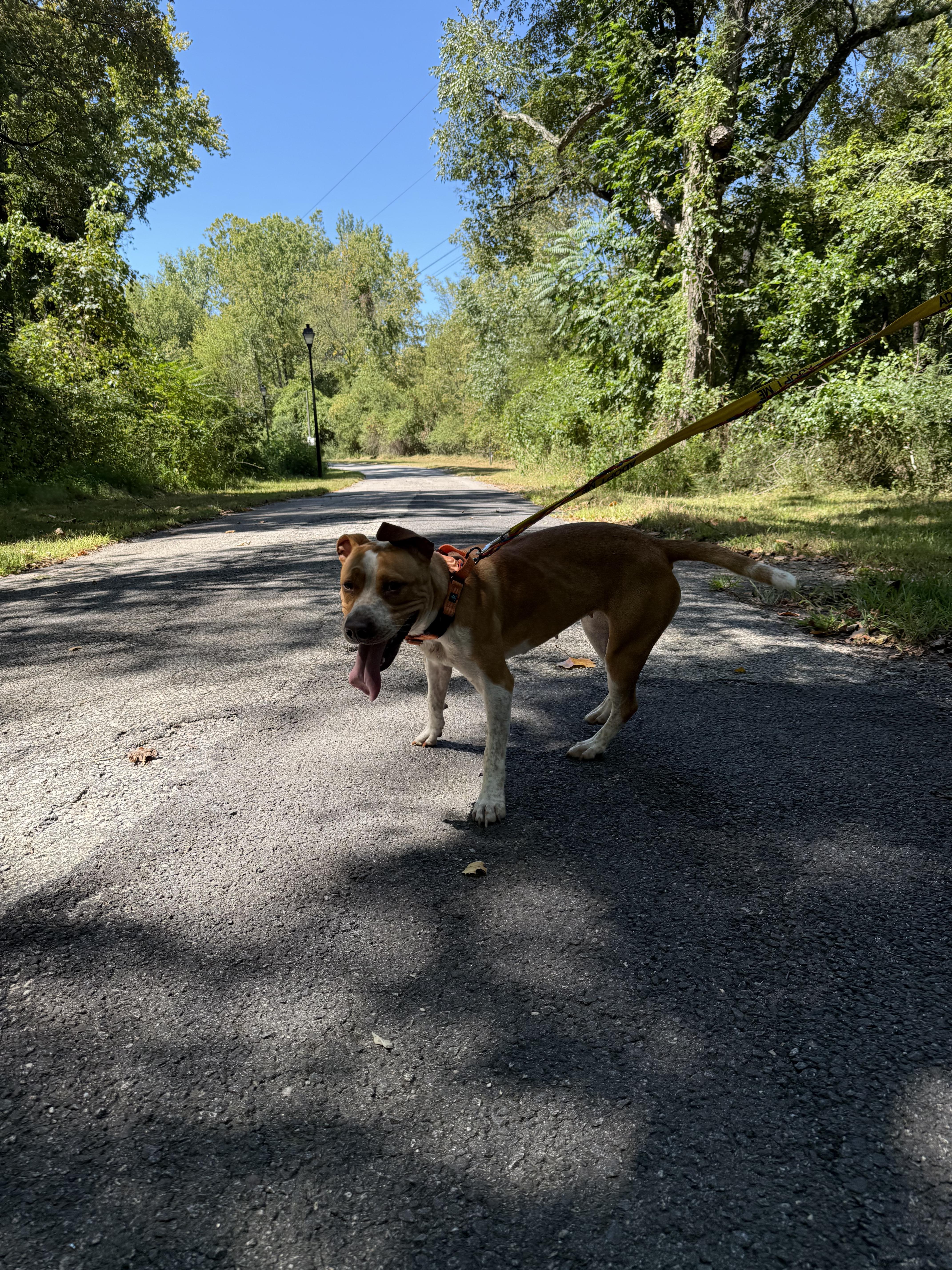 Sweet Pea, a Adoptable mixed breed in Petersburg, VA image 4/6