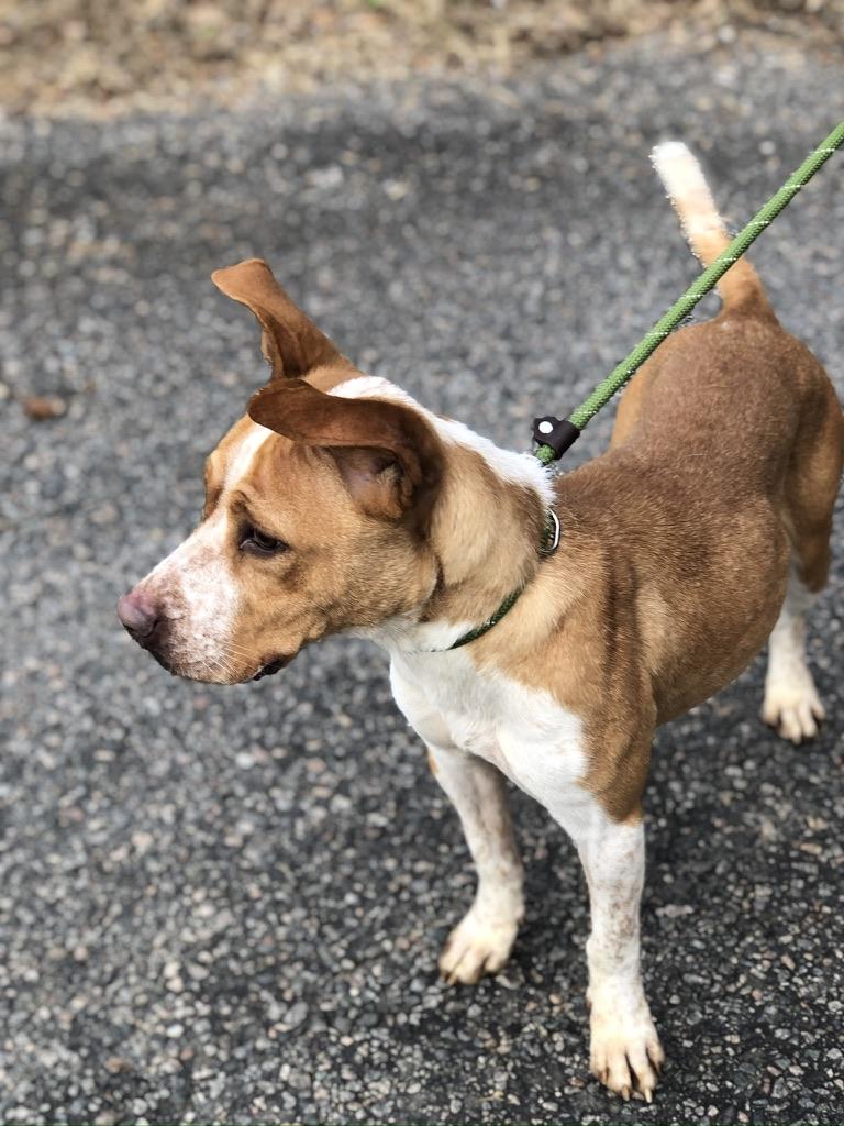 Enlarge Sweet Pea, a Adoptable mixed breed in Petersburg, VA image 3/6