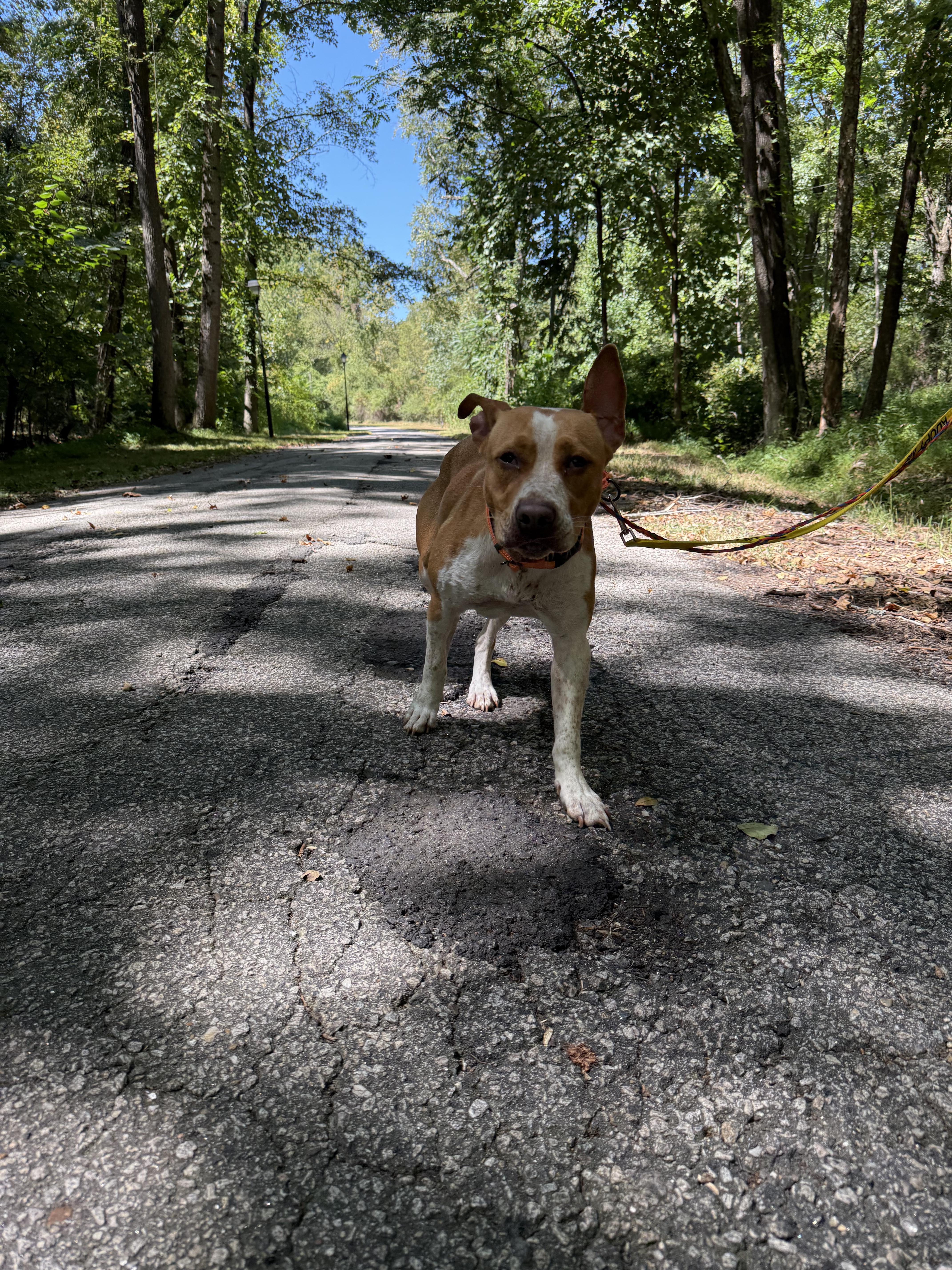 Sweet Pea, a Adoptable mixed breed in Petersburg, VA image 5/6