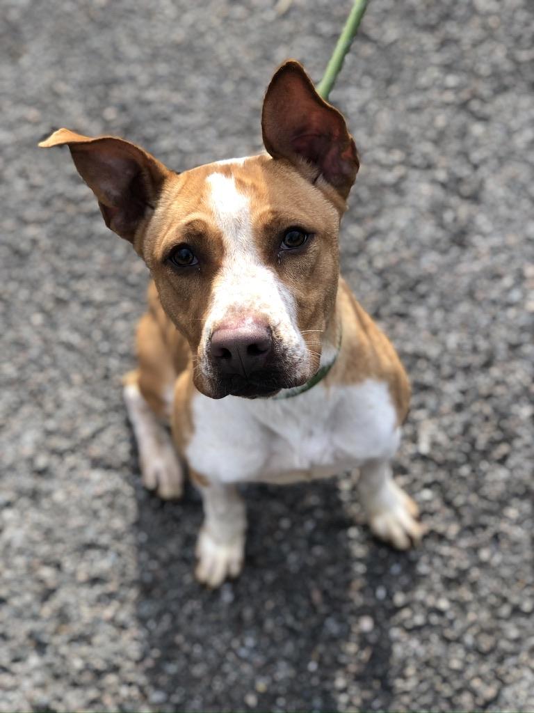 Enlarge Sweet Pea, a Adoptable mixed breed in Petersburg, VA image 1/6