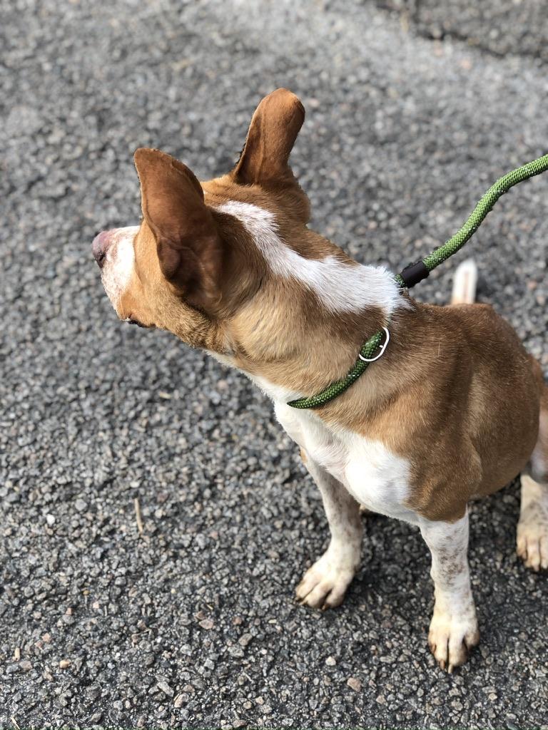 Enlarge Sweet Pea, a Adoptable mixed breed in Petersburg, VA image 6/6