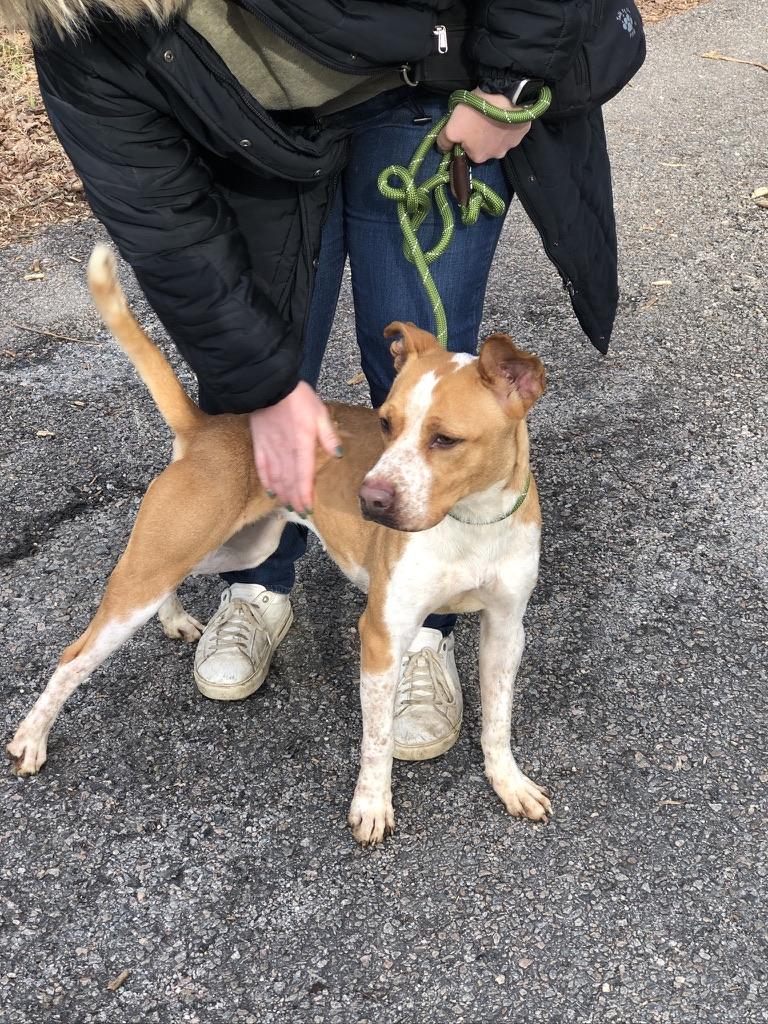 Enlarge Sweet Pea, a Adoptable mixed breed in Petersburg, VA image 2/6