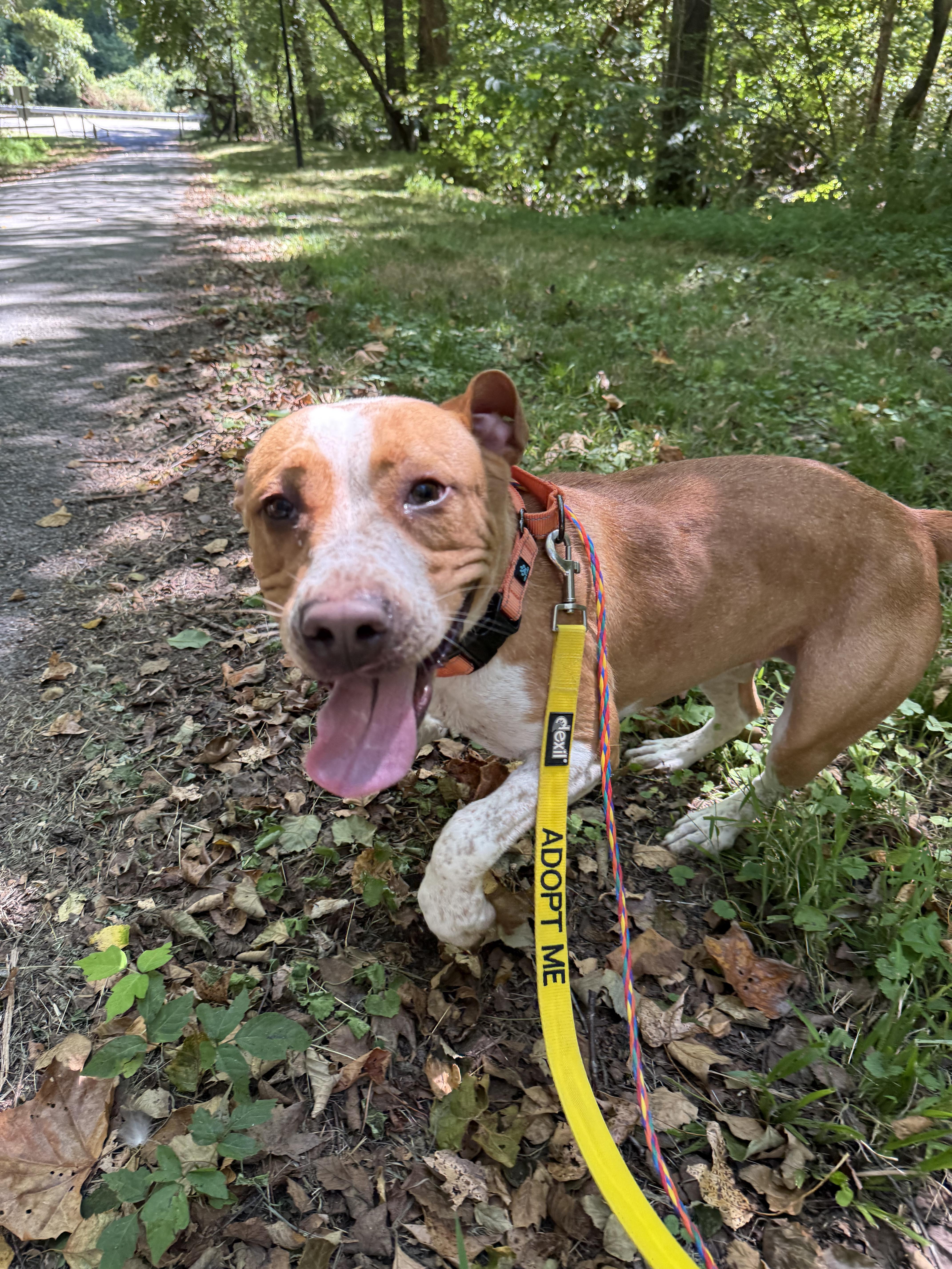 Sweet Pea, a Adoptable mixed breed in Petersburg, VA image 2/6