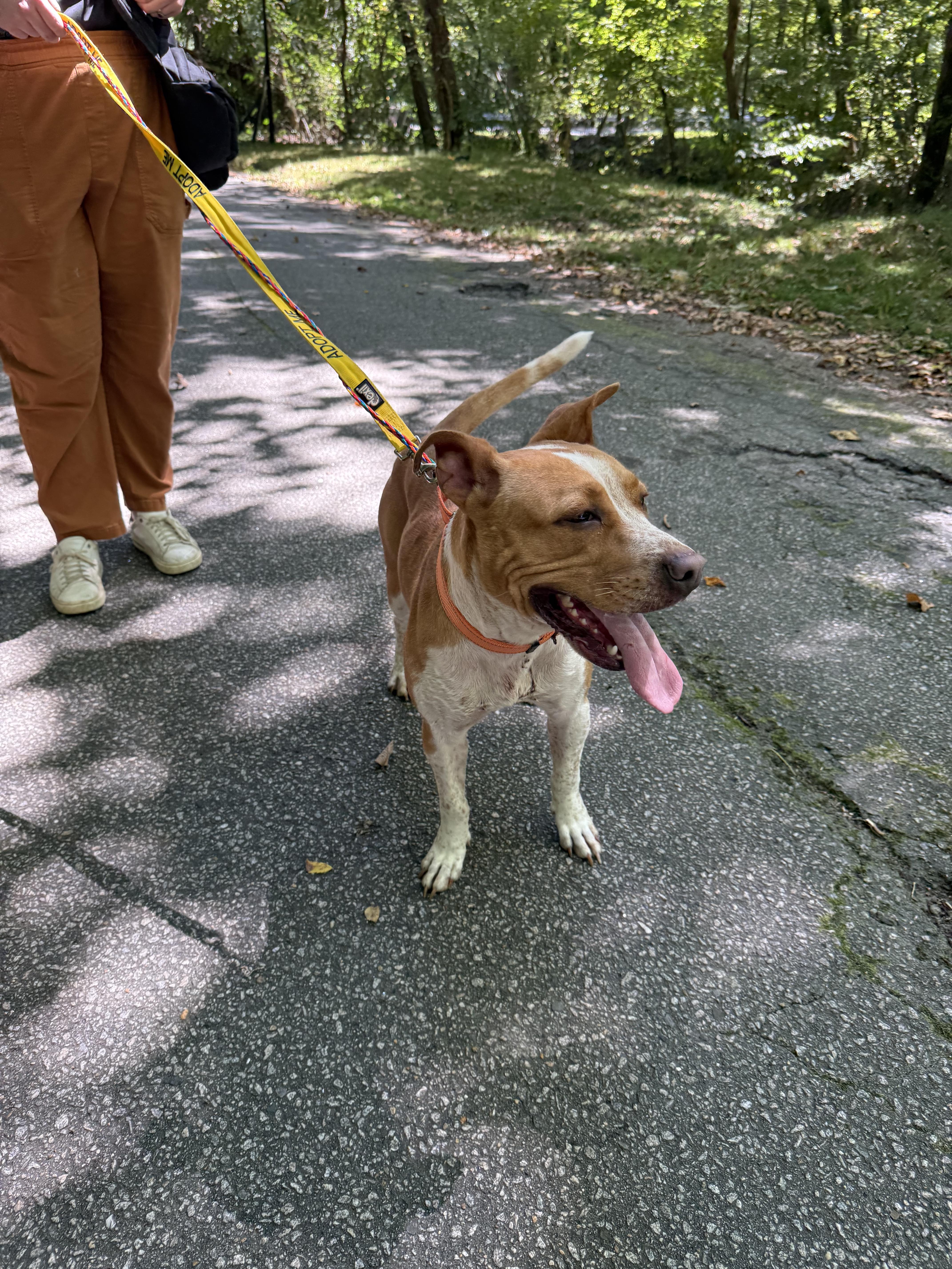 Sweet Pea, a Adoptable mixed breed in Petersburg, VA image 6/6