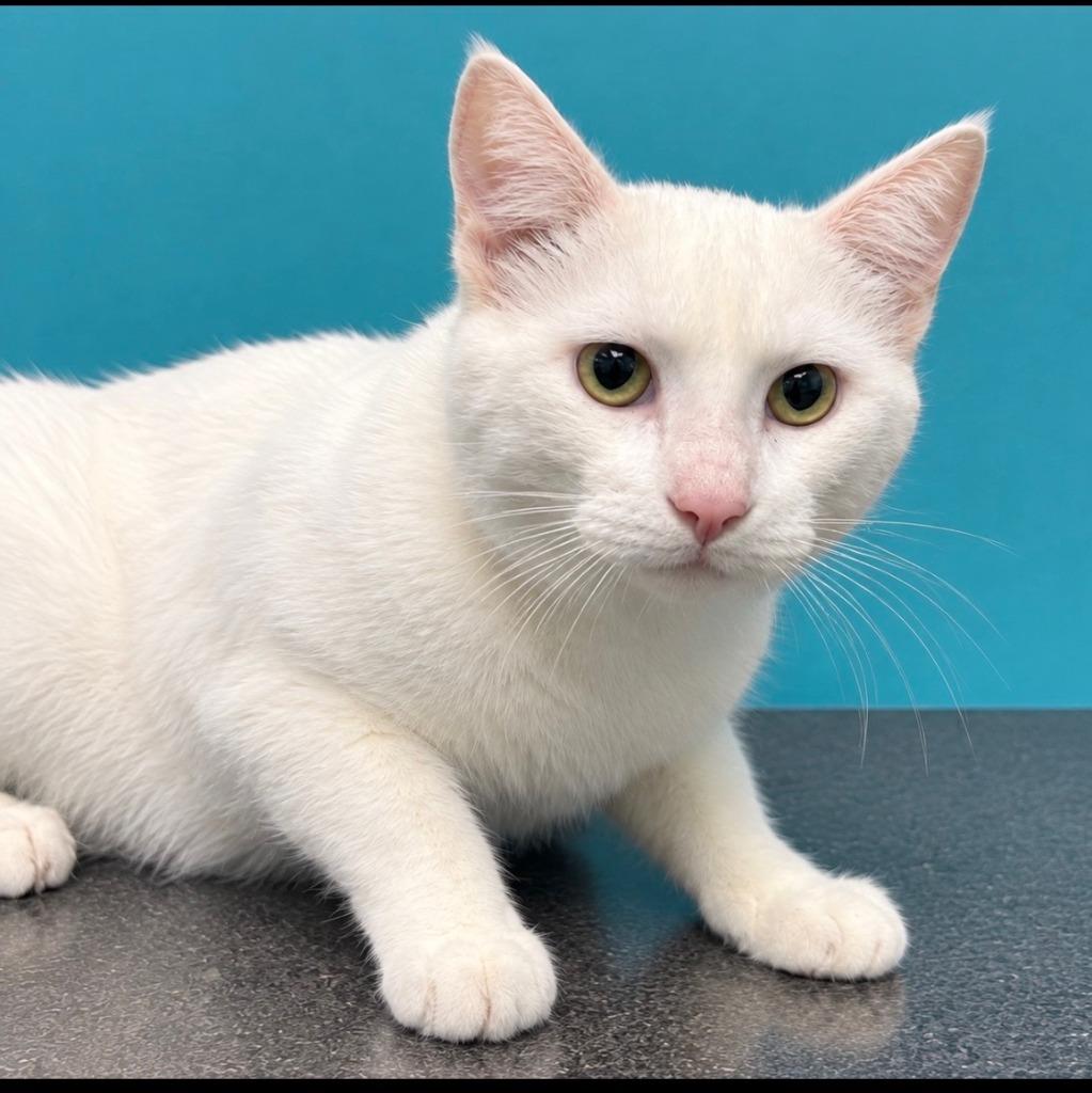 Perez, Adoptable, Young Male Domestic Short Hair.