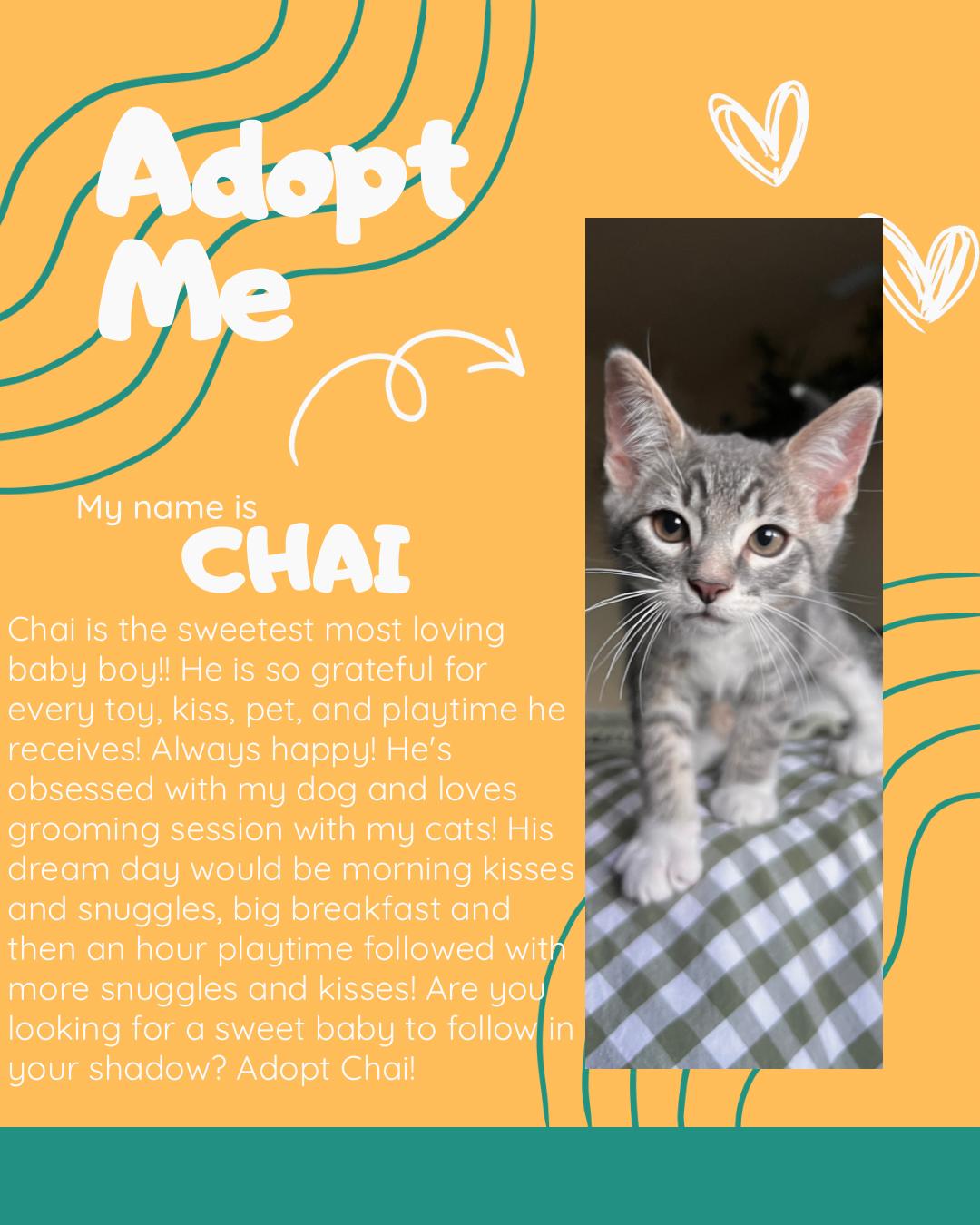 Chai, adopted, Kitten Male Domestic Short Hair.