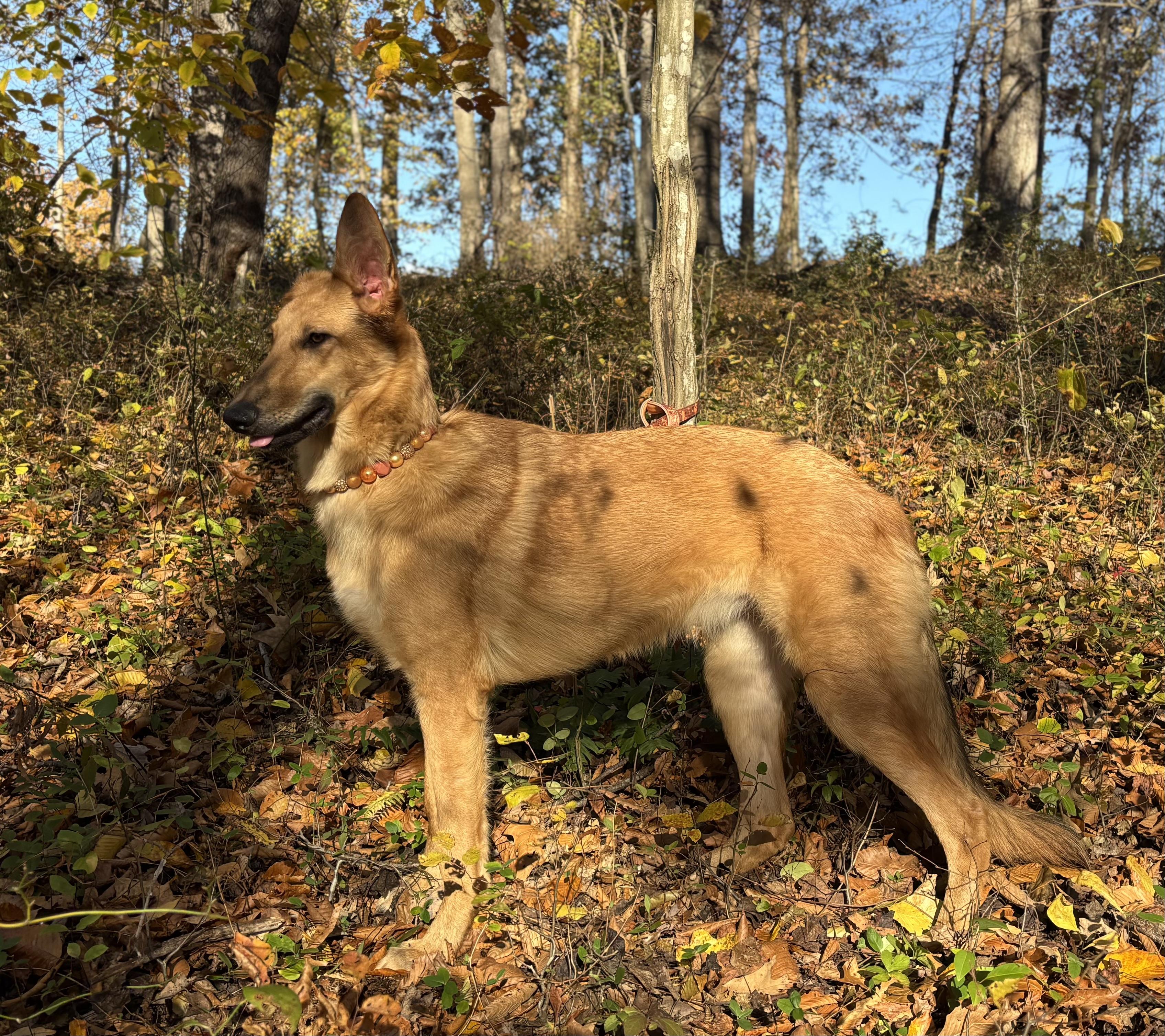 Anastasia, an adoptable German Shepherd Dog, Borzoi in Danville, VA, 24541 | Photo Image 6