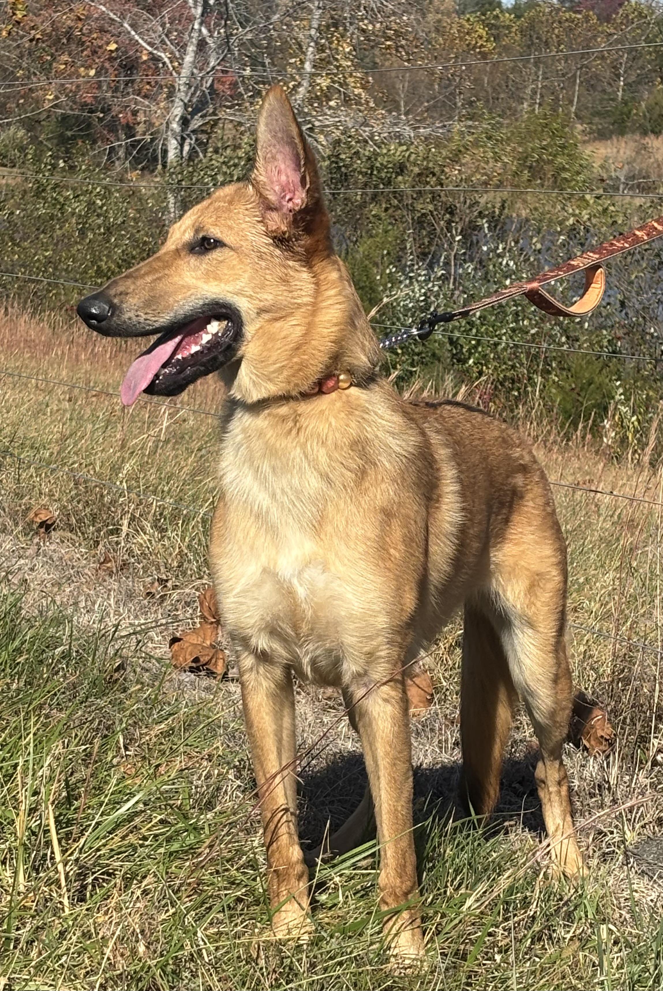 Anastasia, an adoptable German Shepherd Dog, Borzoi in Danville, VA, 24541 | Photo Image 1