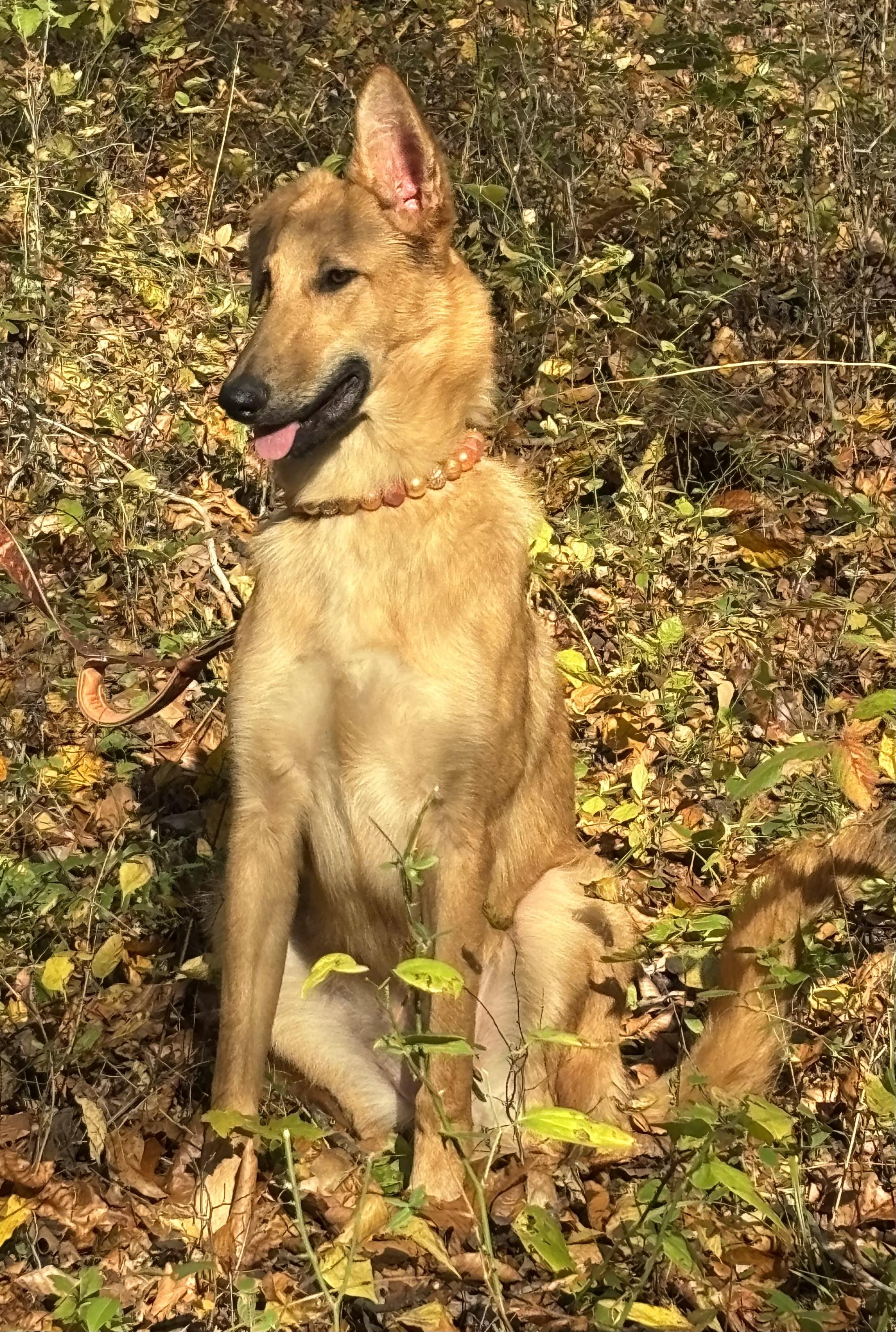 Anastasia, an adoptable German Shepherd Dog, Borzoi in Danville, VA, 24541 | Photo Image 3