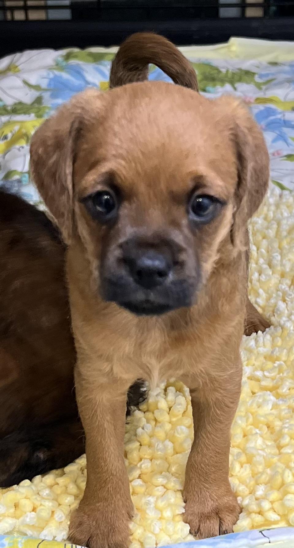 Enlarge Raven, a ADOPTABLE mixed breed in Los Angeles, CA image 3/4