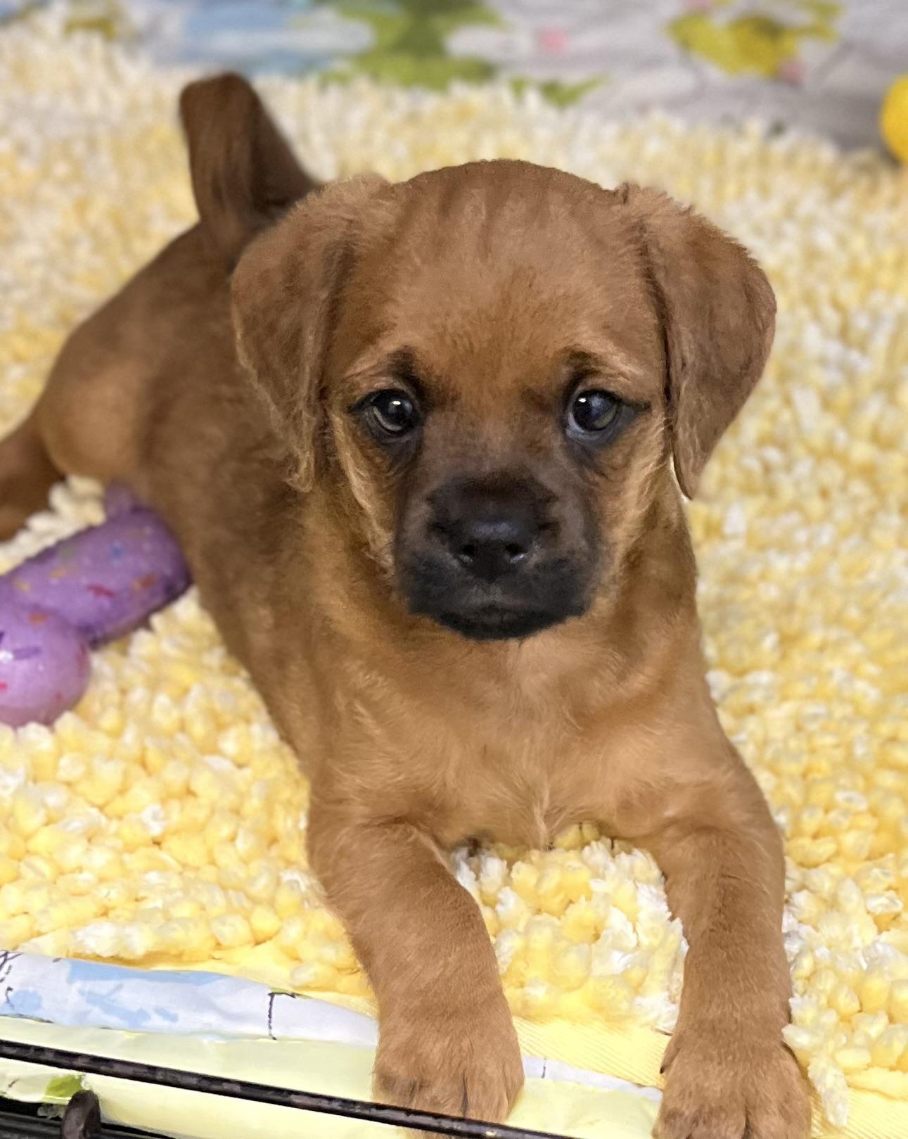 Enlarge Raven, a ADOPTABLE mixed breed in Los Angeles, CA image 1/4