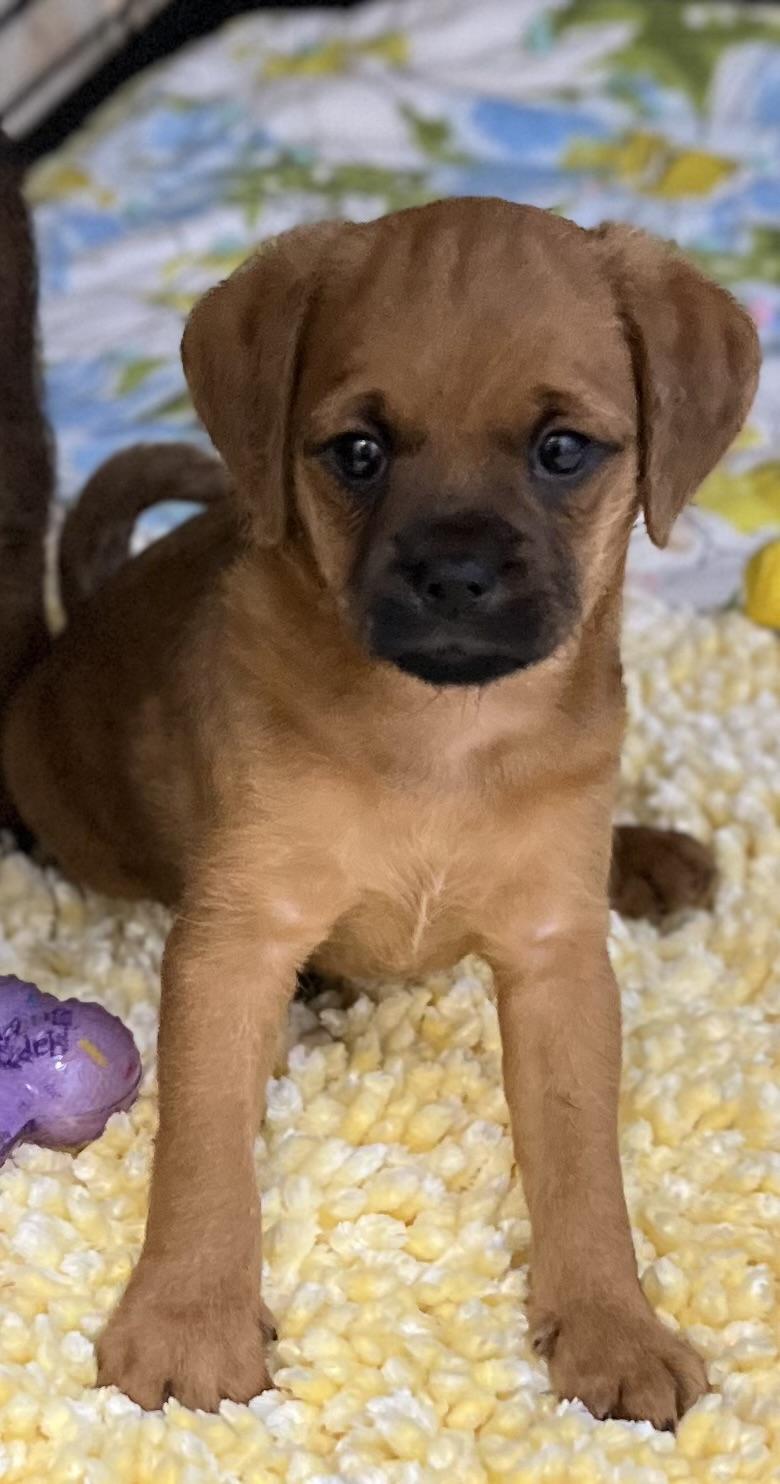 Enlarge Raven, a ADOPTABLE mixed breed in Los Angeles, CA image 2/4