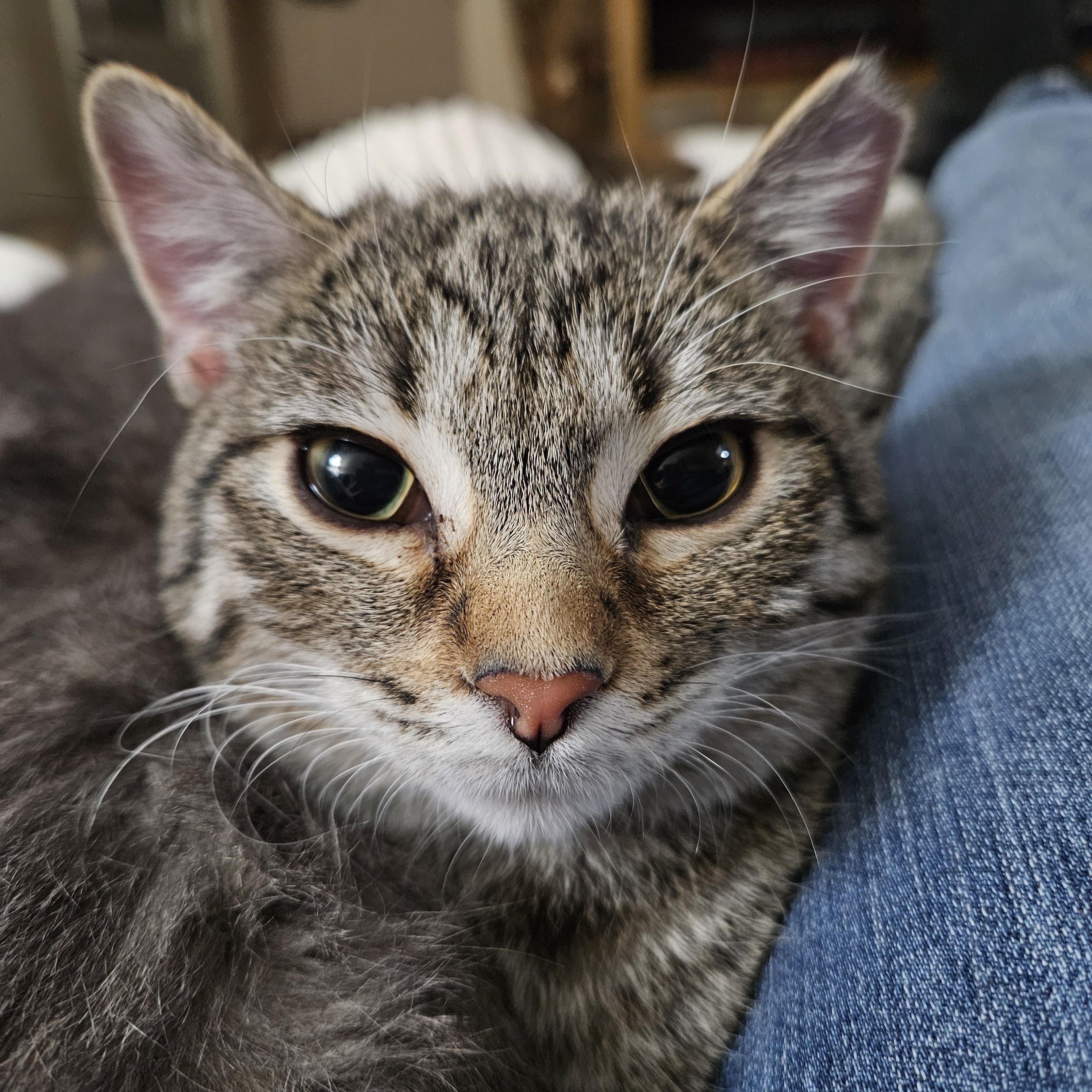 Enlarge Pumpkin, an adopted Domestic Short Hair in Milwaukee, WI image 3/5