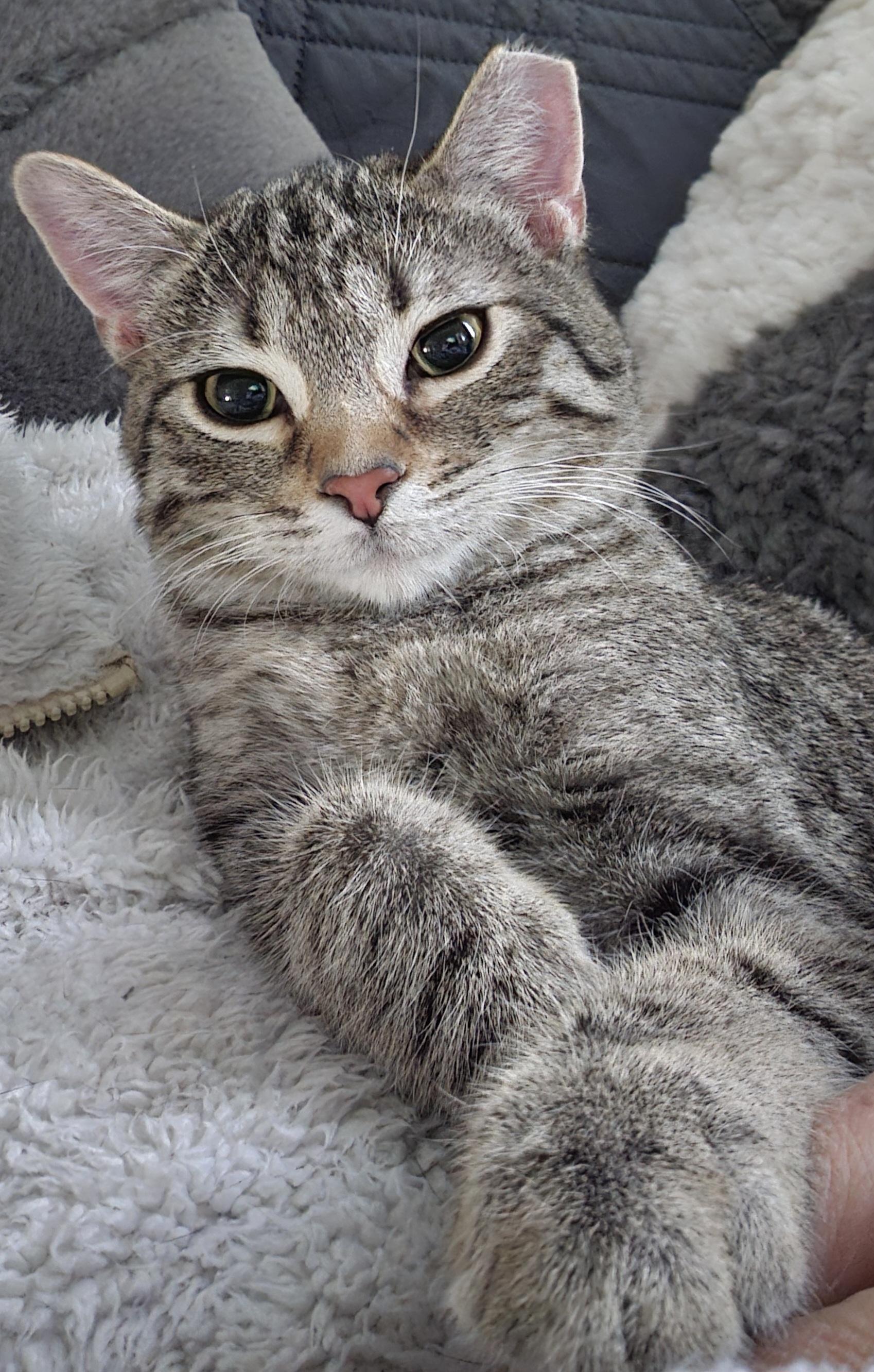 Enlarge Pumpkin, an adopted Domestic Short Hair in Milwaukee, WI image 2/5