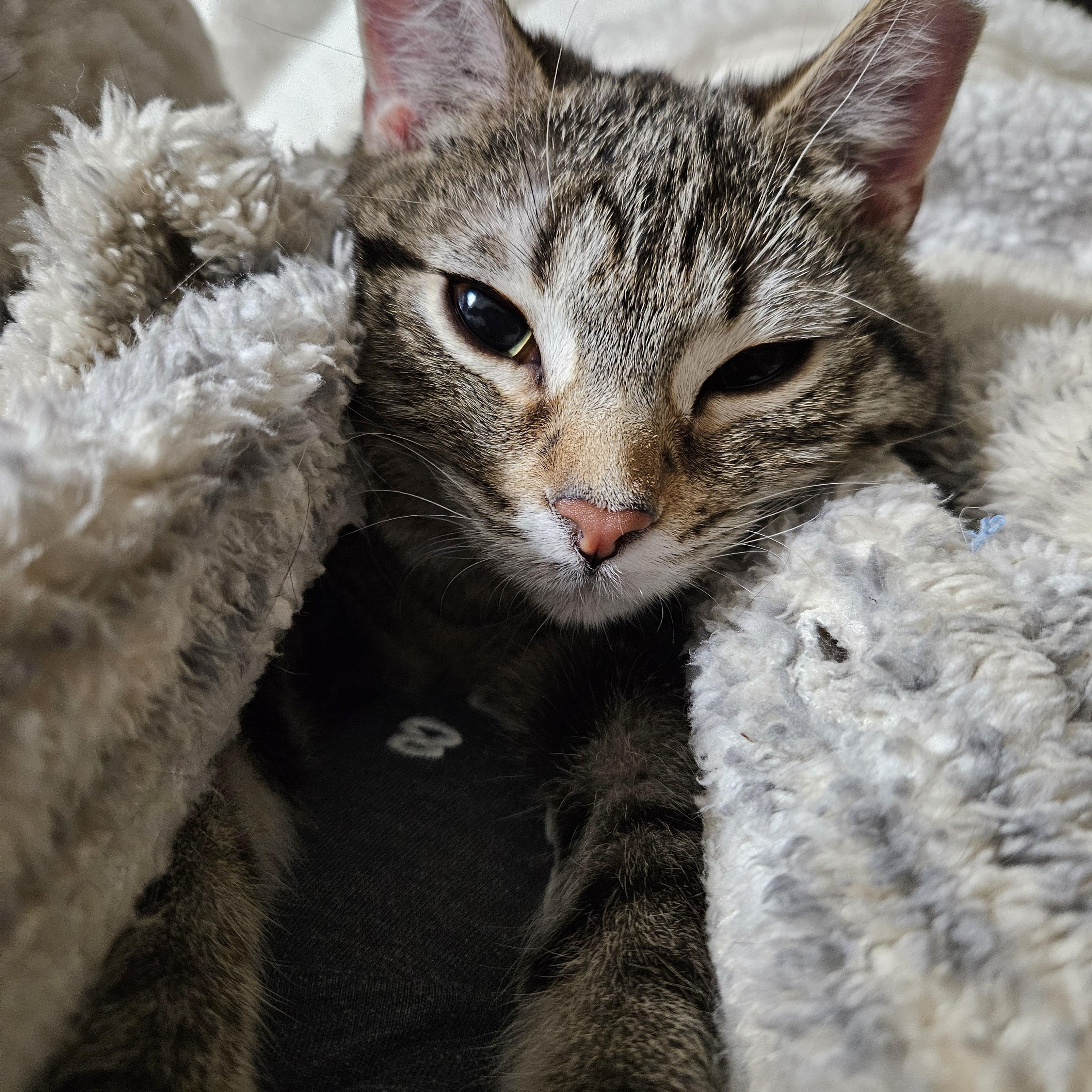 Enlarge Pumpkin, an adopted Domestic Short Hair in Milwaukee, WI image 5/5