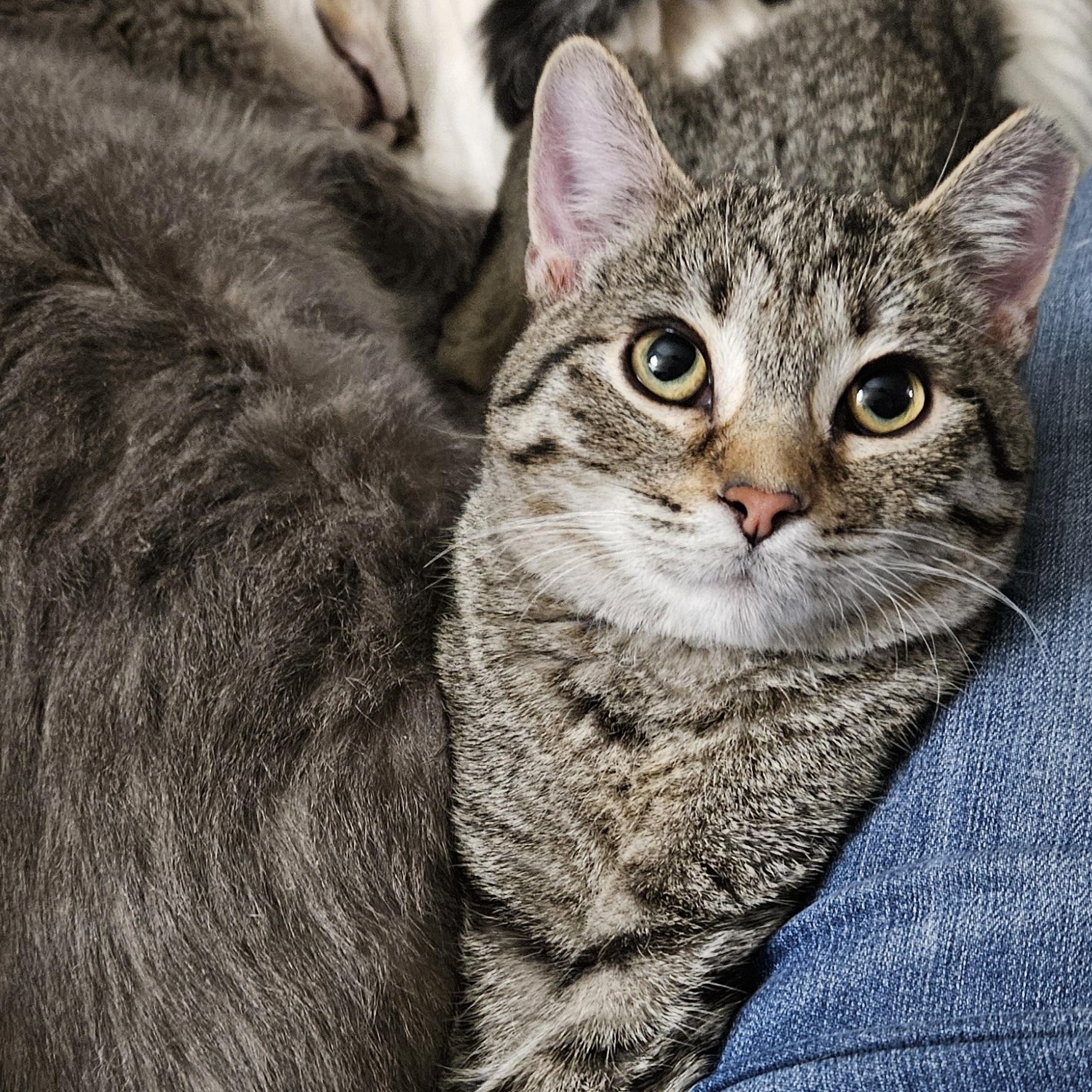 Enlarge Pumpkin, an adopted Domestic Short Hair in Milwaukee, WI image 4/5