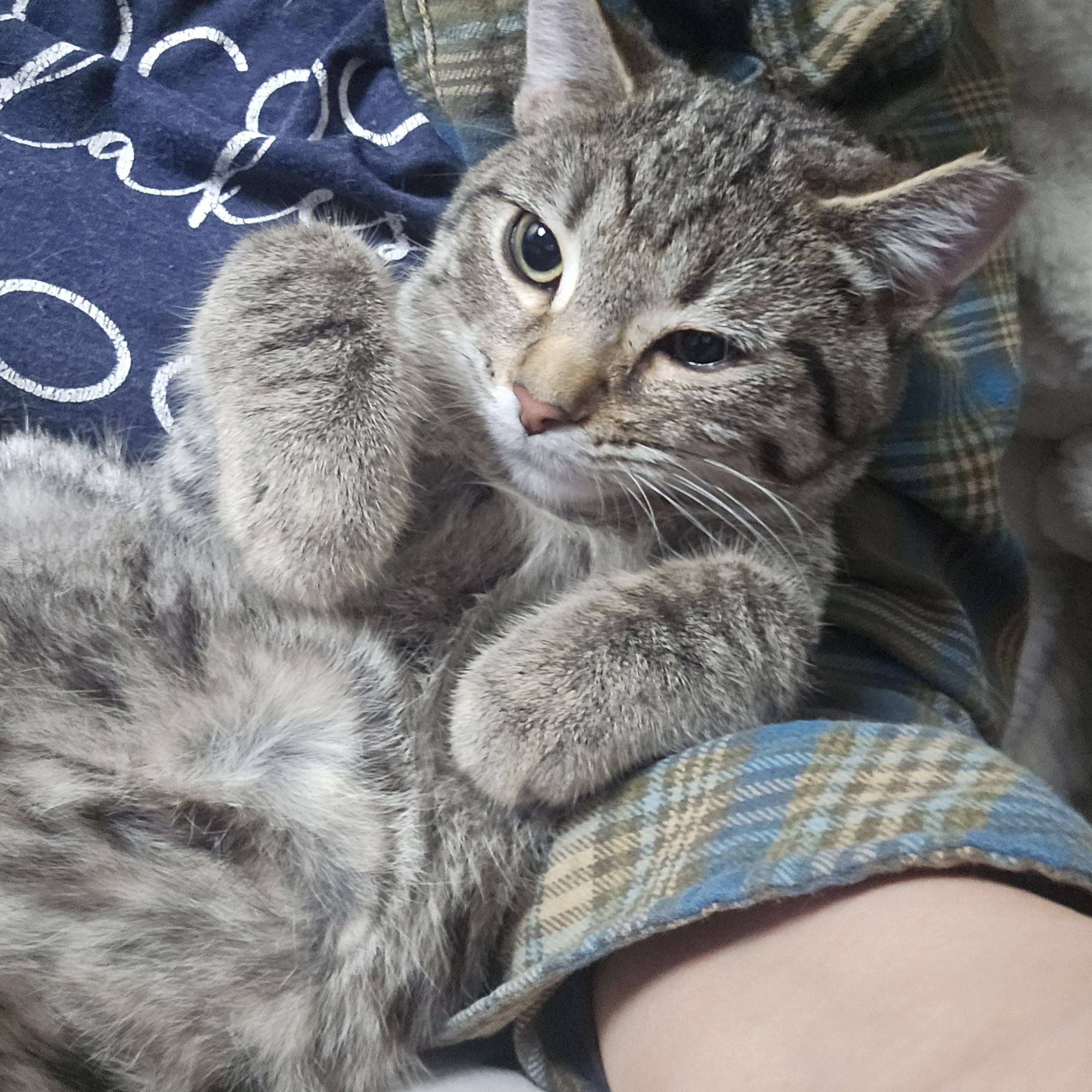 Pumpkin, adopted, Young Female Domestic Short Hair.