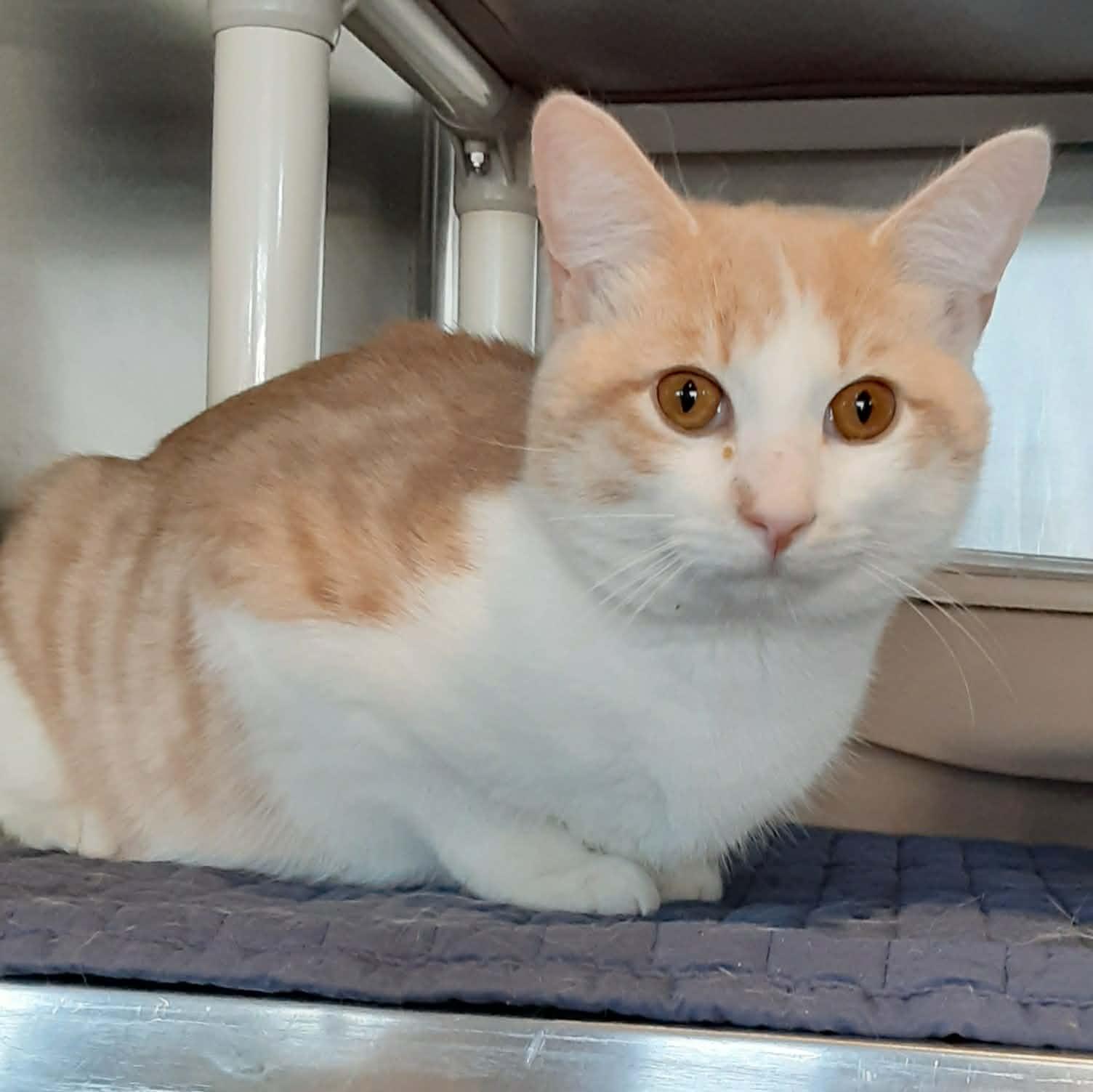 Enlarge Clover, an adopted Domestic Short Hair in Myrtle Beach, SC image 1/4