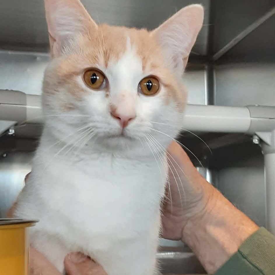 Enlarge Clover, an adopted Domestic Short Hair in Myrtle Beach, SC image 3/4