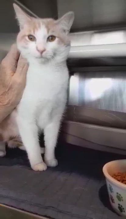 Enlarge Clover, an adopted Domestic Short Hair in Myrtle Beach, SC video 4/4