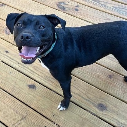 Enlarge Hope, a Adoptable mixed breed in Chelmsford, MA image 2/5