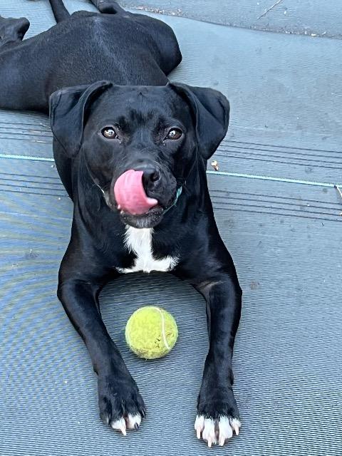 Enlarge Hope, a Adoptable mixed breed in Chelmsford, MA image 3/5