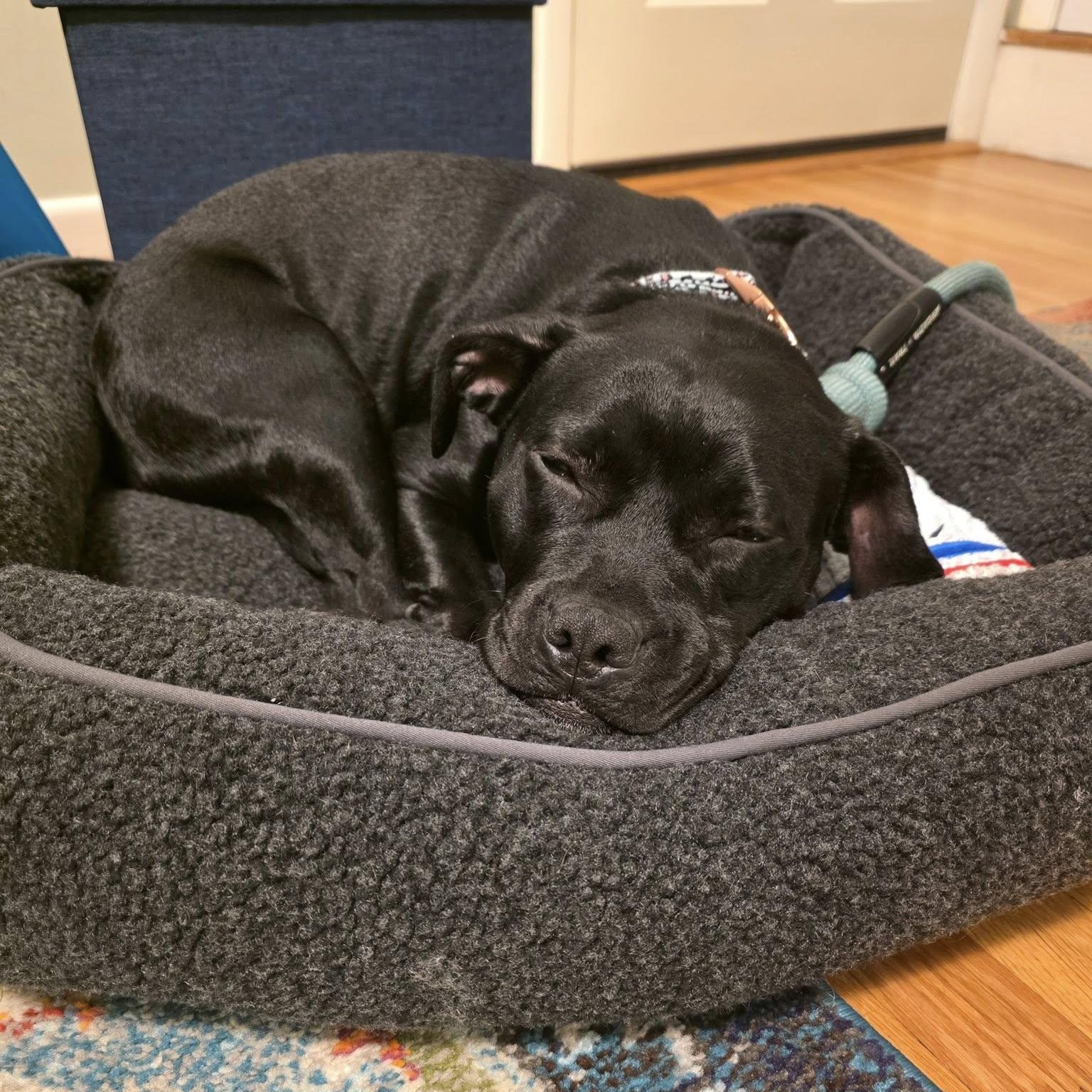 Enlarge Hope, a Adoptable mixed breed in Chelmsford, MA image 5/5