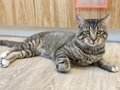 Enlarge Wyck, a ADOPTABLE Domestic Short Hair in Downers Grove, IL image 2/3