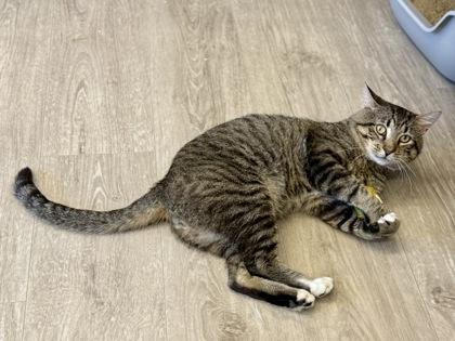 Enlarge Wyck, a ADOPTABLE Domestic Short Hair in Downers Grove, IL image 3/3