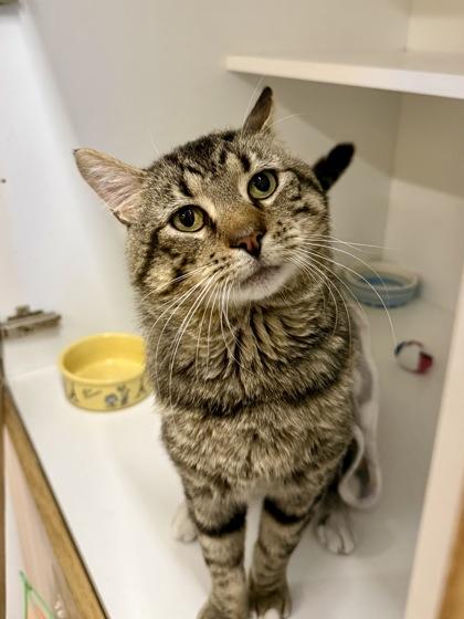 Wyck, ADOPTABLE, Adult Male Domestic Short Hair.