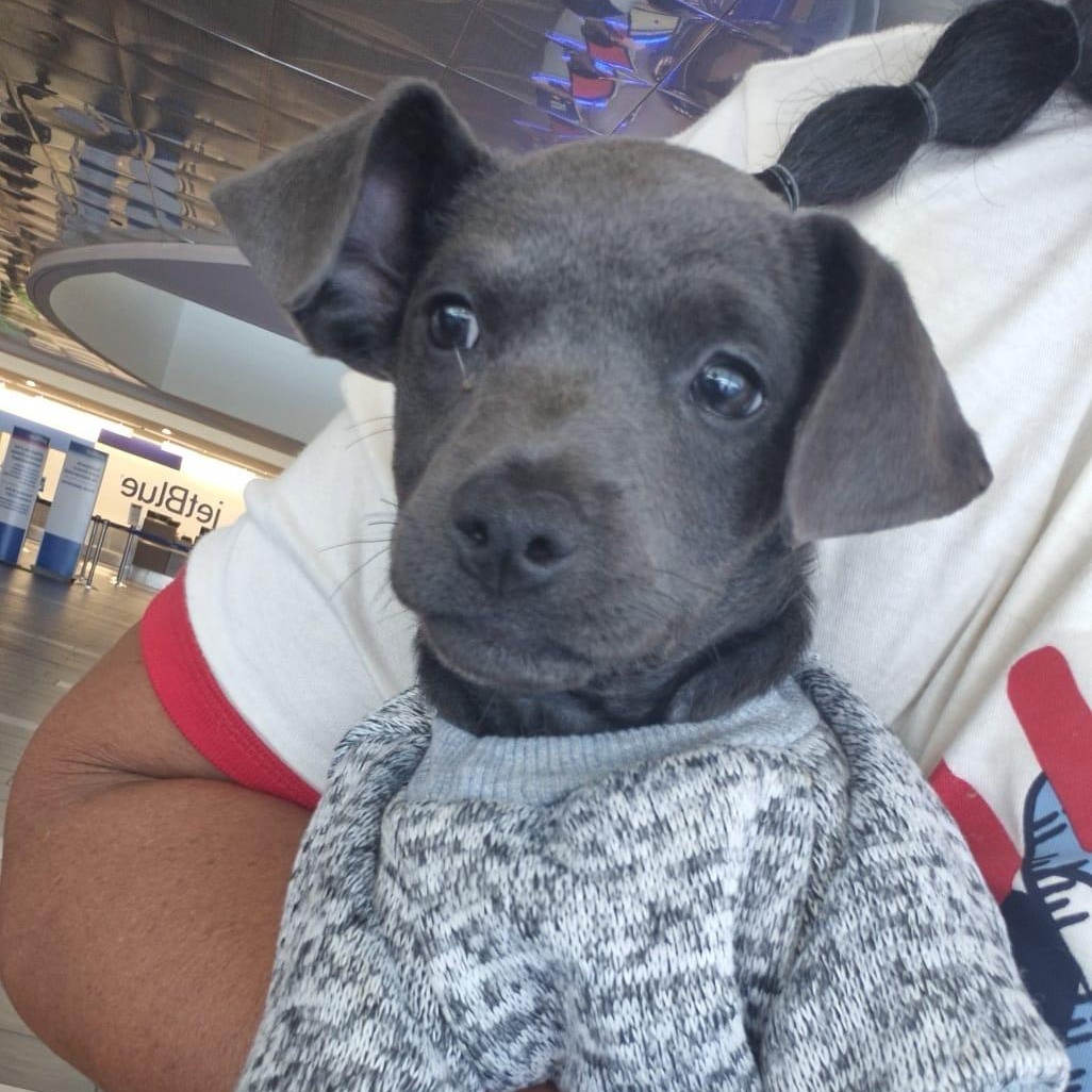 PIPER, Adoptable, Puppy Male Chihuahua & Labrador Retriever.