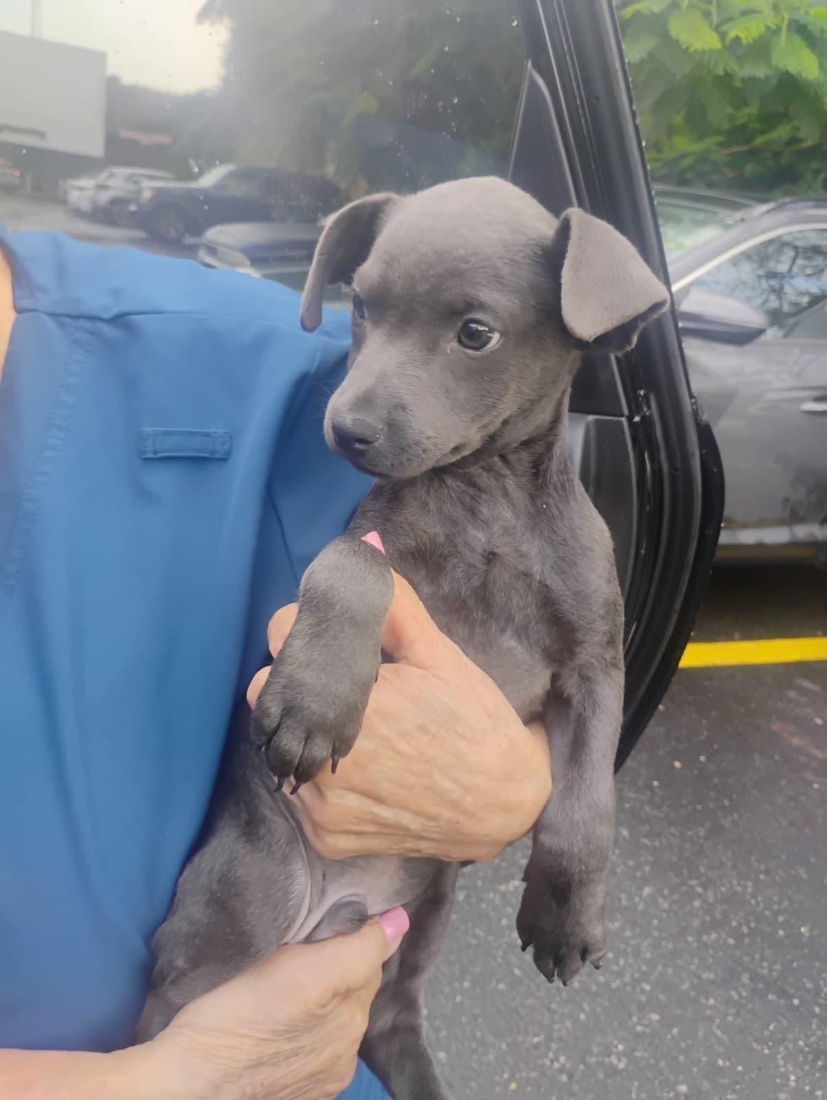 Enlarge PIPER, a Adoptable mixed breed in Falls Church, VA image 3/5