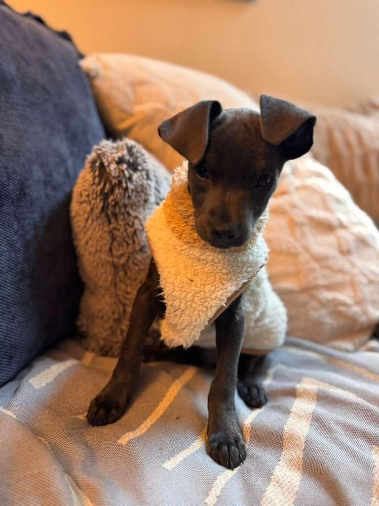 Enlarge PIPER, a Adoptable mixed breed in Falls Church, VA image 2/5