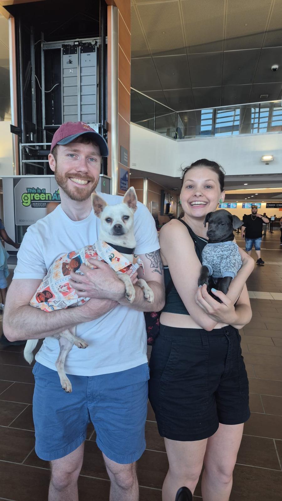 Enlarge PIPER, a Adoptable mixed breed in Falls Church, VA image 4/5