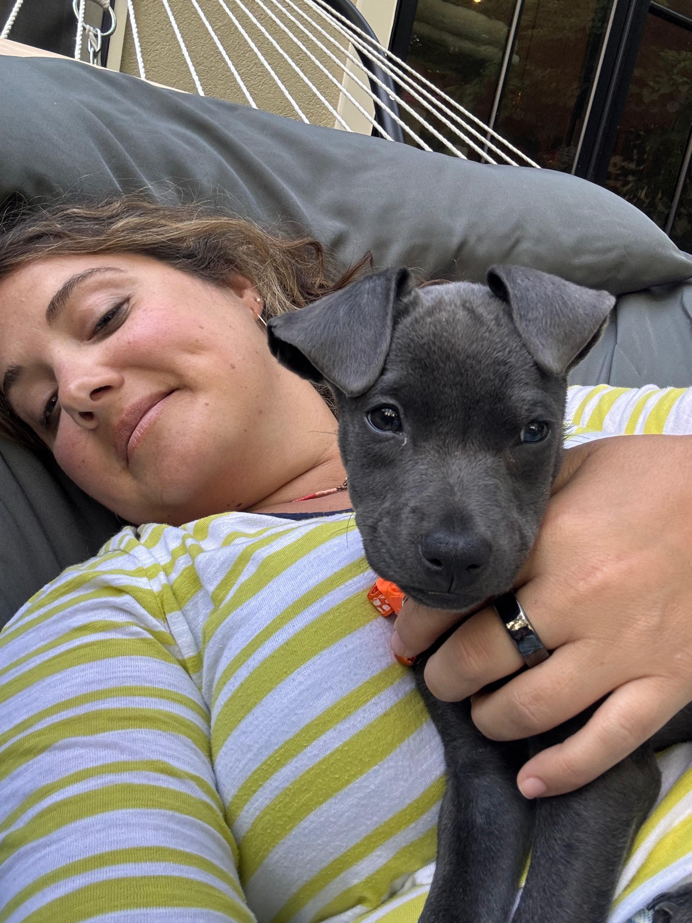 Enlarge PIPER, a Adoptable mixed breed in Falls Church, VA image 5/5