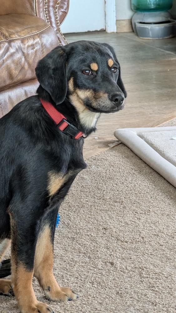 Penny Pup, Adoptable, Puppy Female Labrador Retriever.