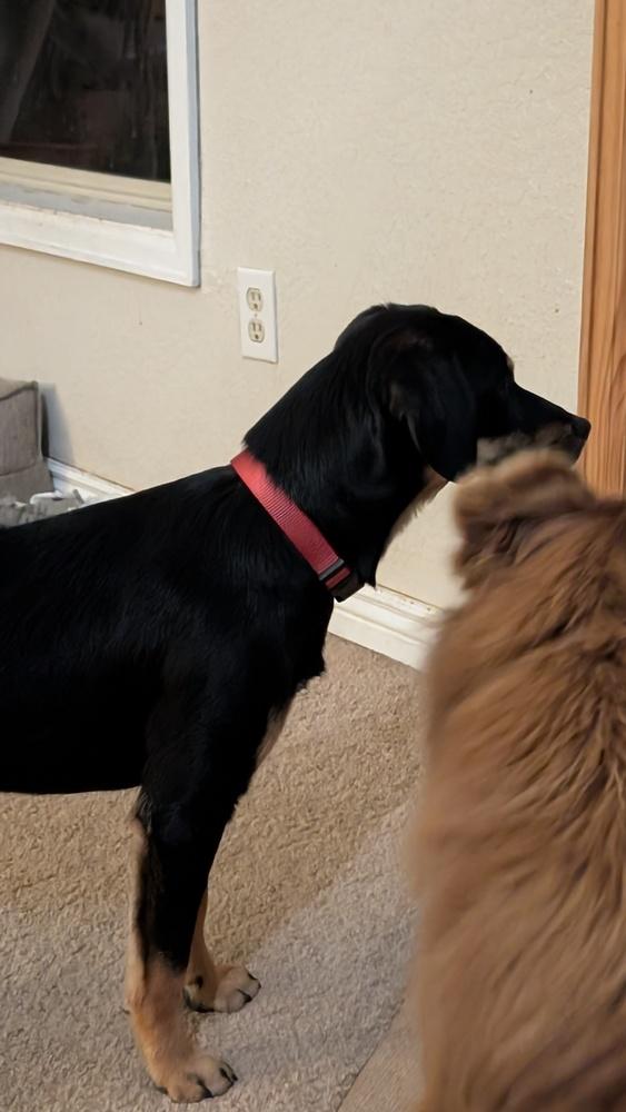 Enlarge Penny Pup, a Adoptable mixed breed in Parker, CO image 2/3