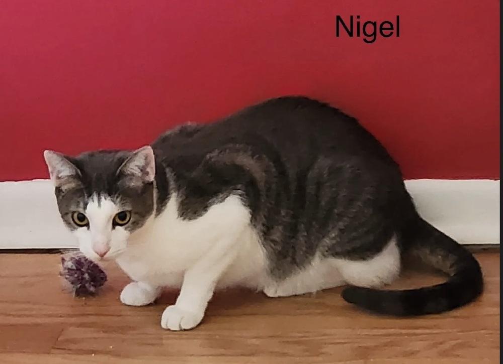 Enlarge Nigel, a Adoptable Domestic Short Hair in Safety Harbor, FL image 1/3
