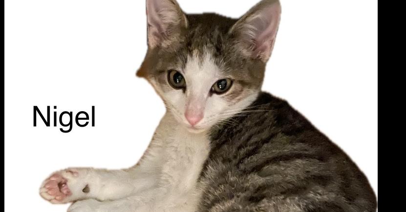 Nigel, Adoptable, Kitten Male Domestic Short Hair.