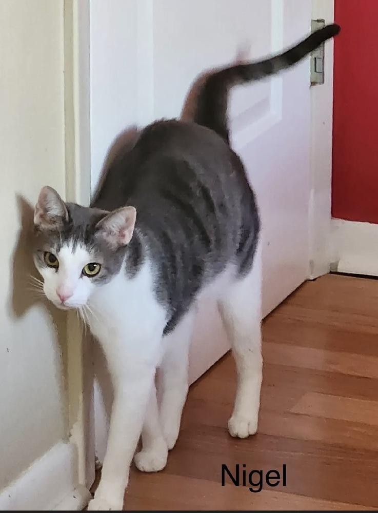 Enlarge Nigel, a Adoptable Domestic Short Hair in Safety Harbor, FL image 3/3